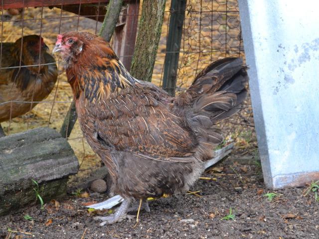 95415_chickie_broody.jpg