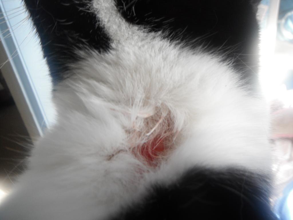 Skin Troubles Part 2 Treating Flea Bites, Hot Spots, Acne, and Cuts in