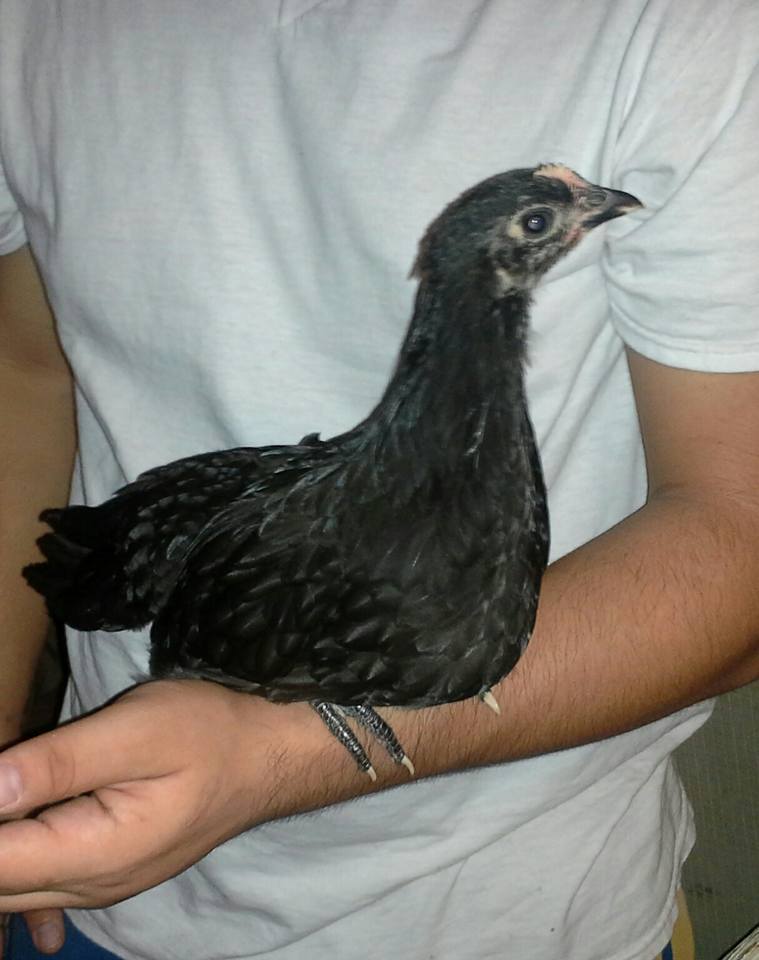 08/06/2015.  One of my australorps