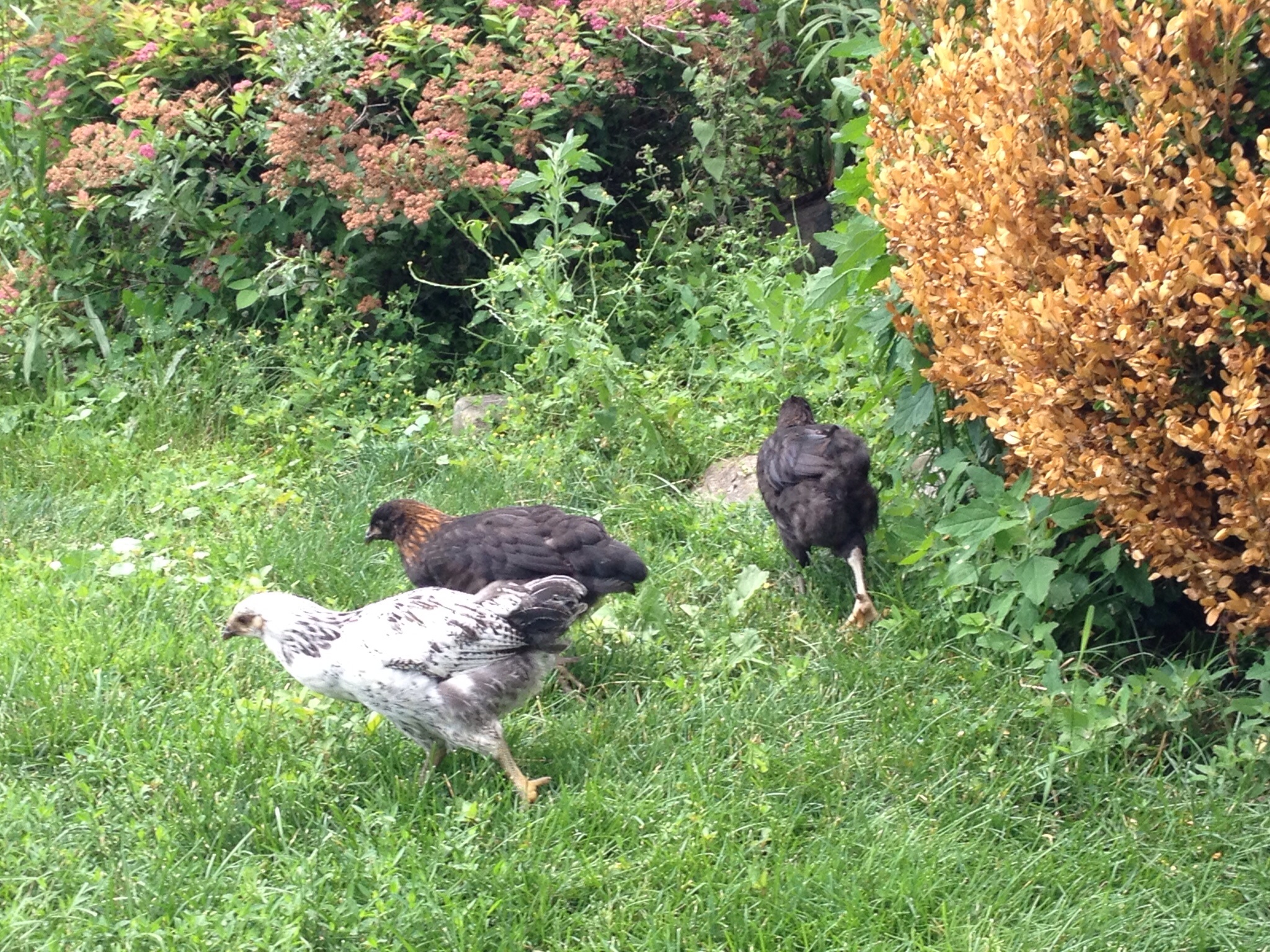 11 Sep. about 17 weeks. Lacey &'Kaia (OE) & Kali (Ameraucana ) in back