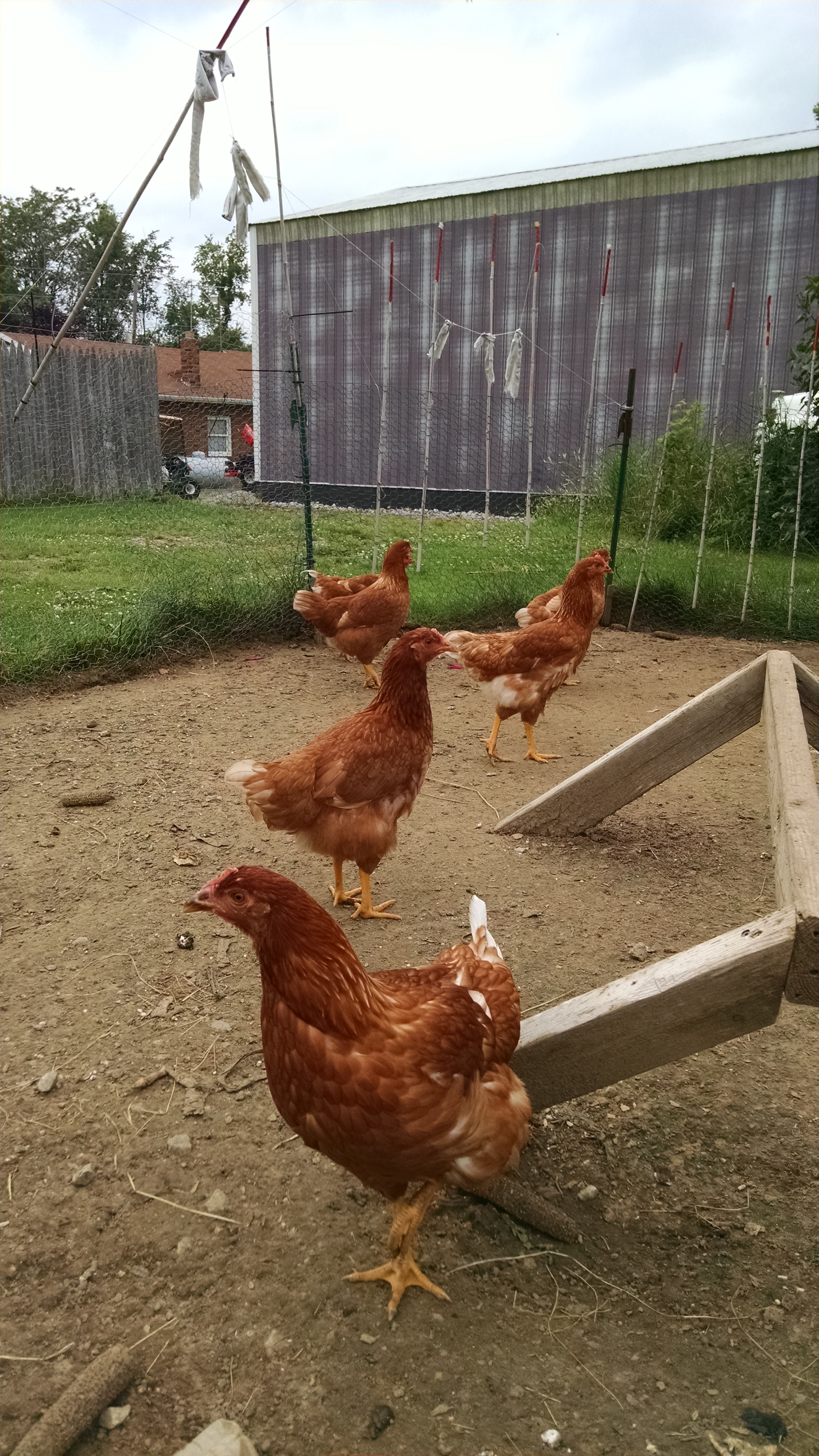 14 week old RIR hens