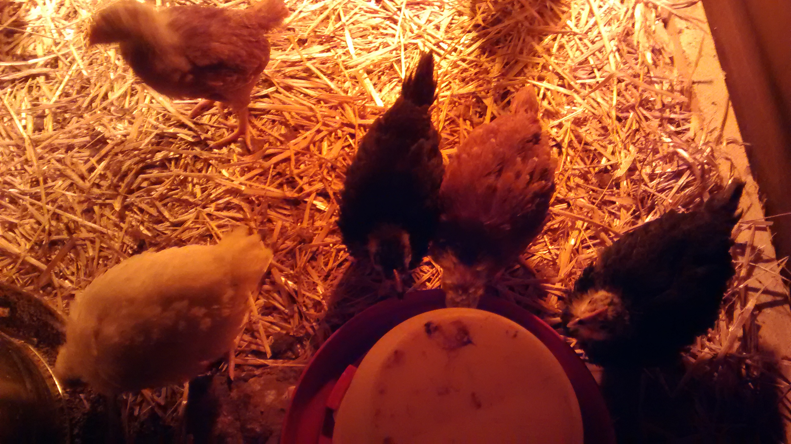 1st chicks at 4 weeks old.