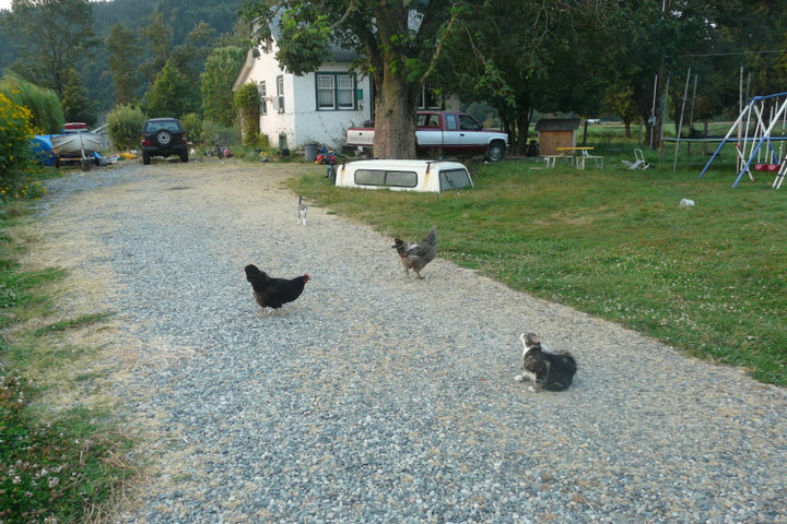 2 of my hens used to follow me everywhere