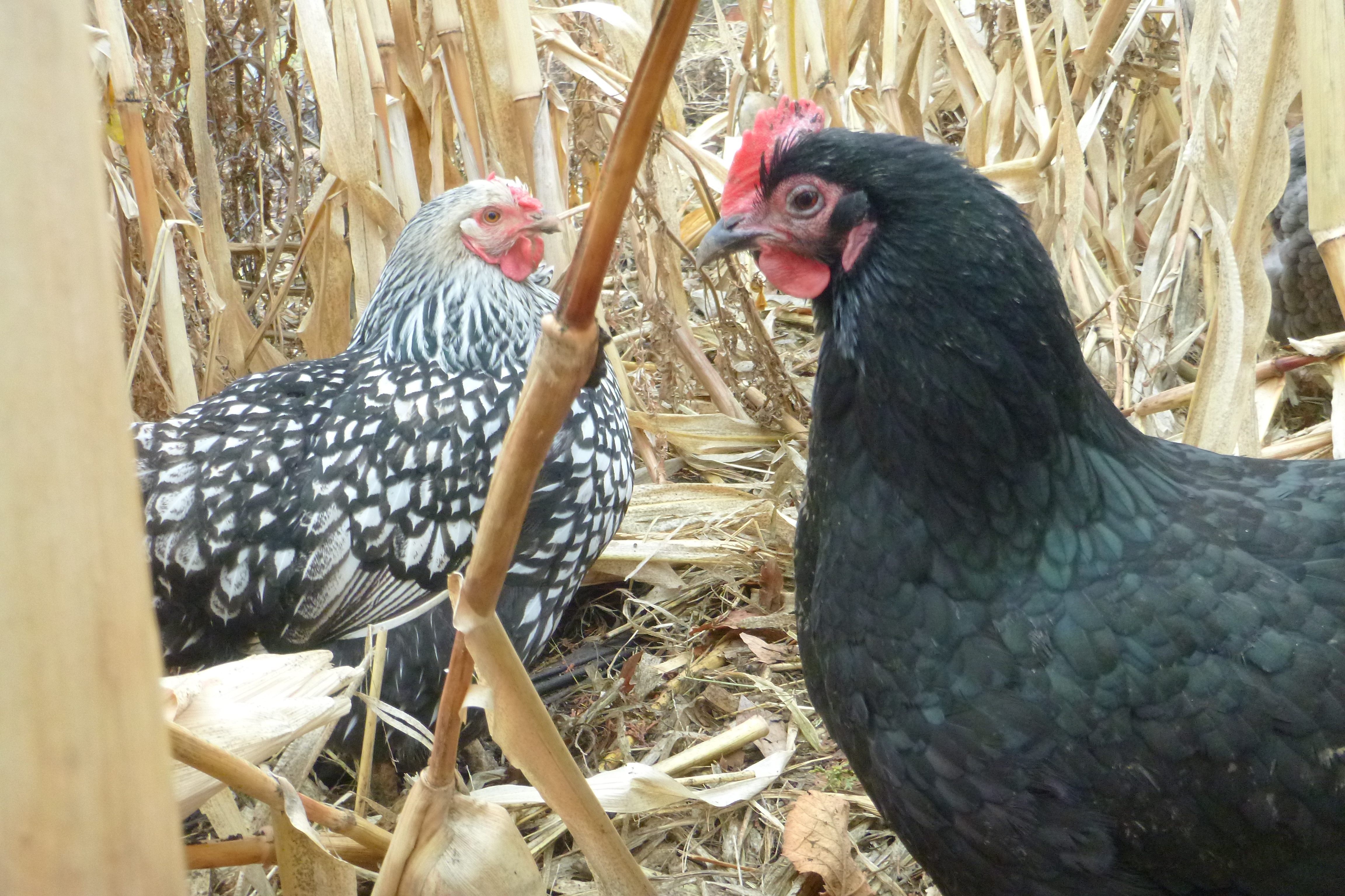 2 of our oldest hens, Ninja & Nighthawk.