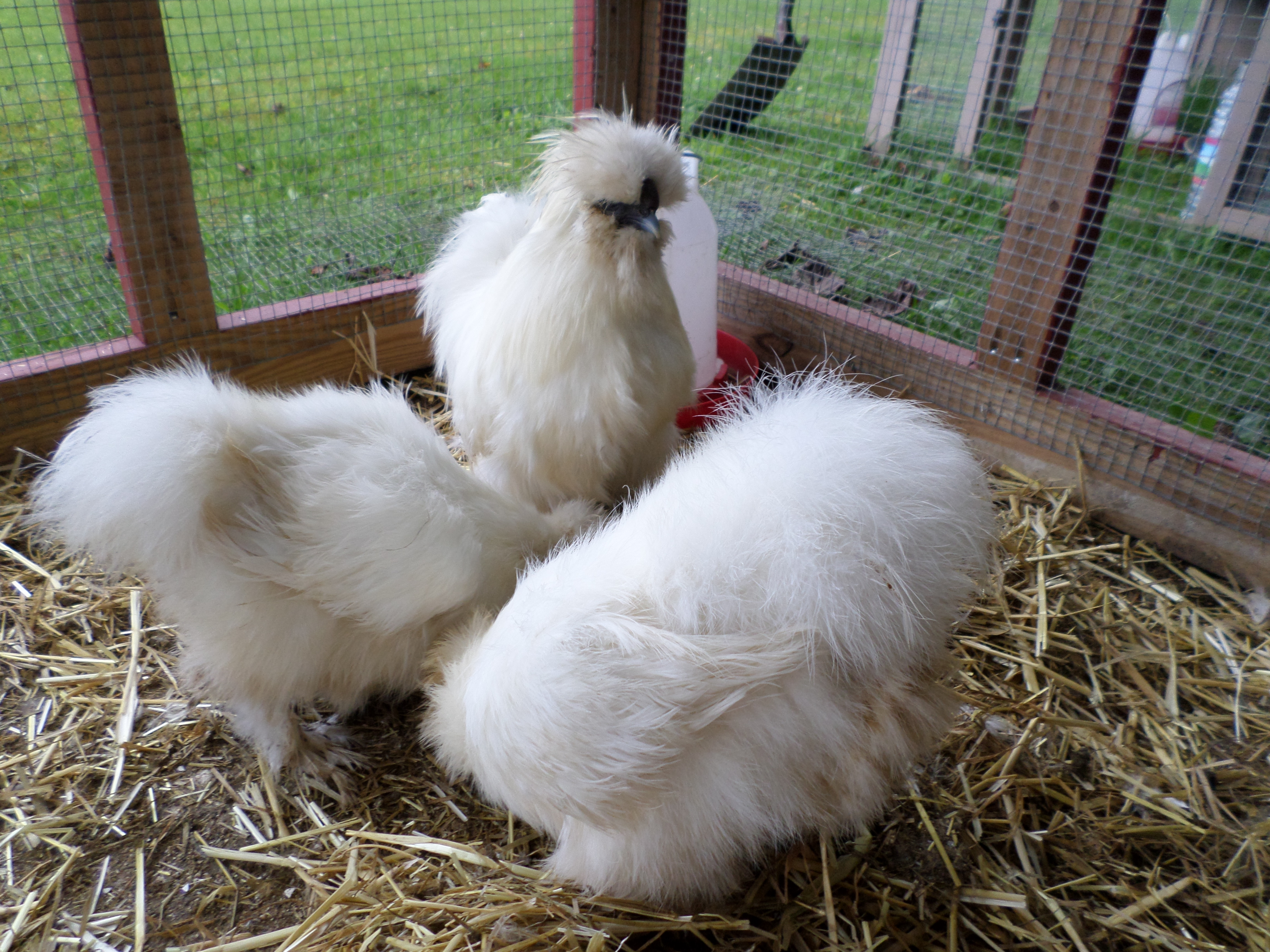 2 Silkie hen and my Silkie rooster