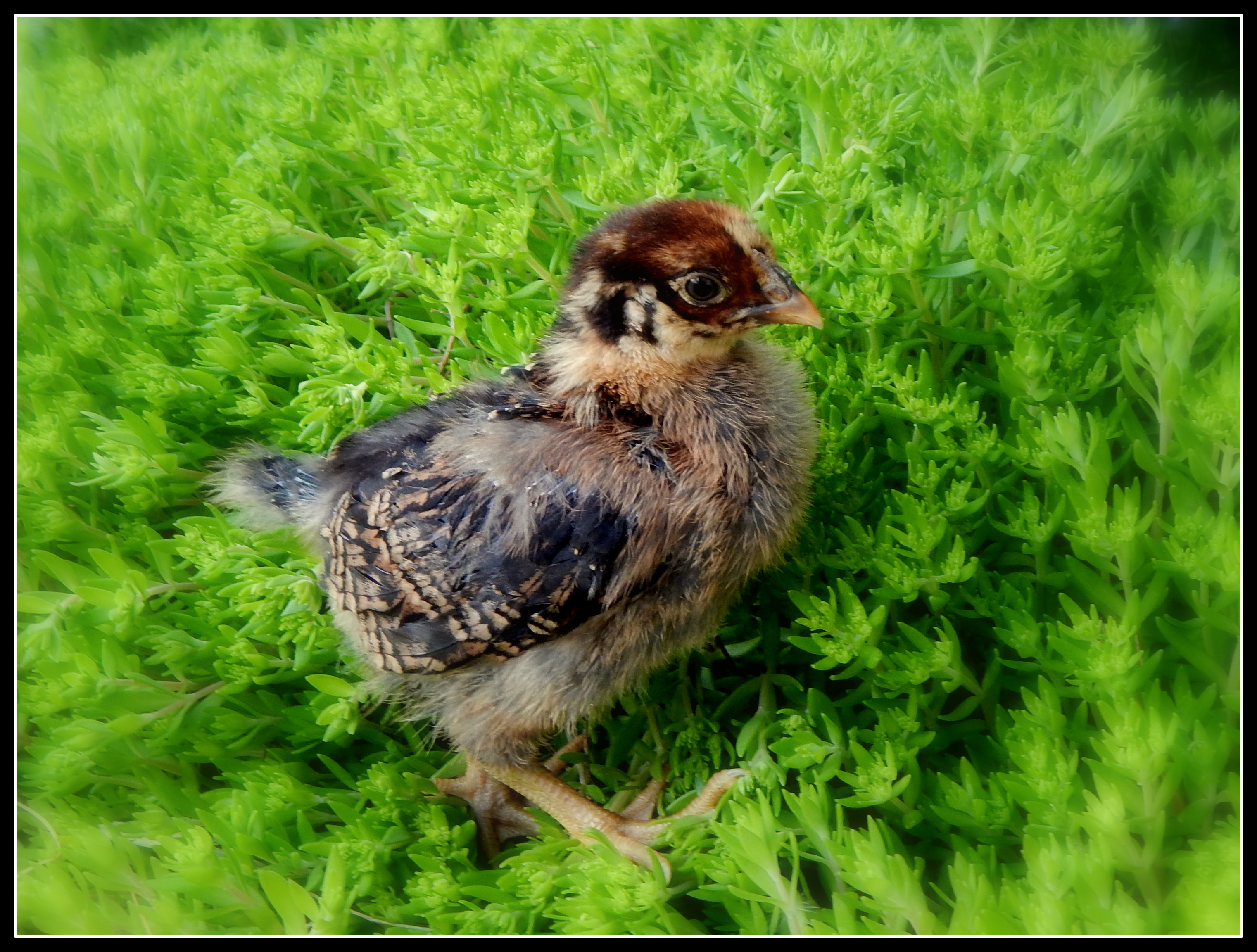 2 week old  Black Laced Red Wyandotte - "Lilly"