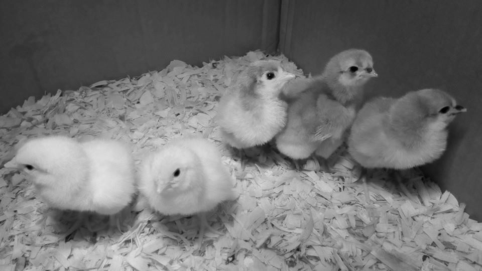 2 white sussex and 3 lavender orpington - 1 week old