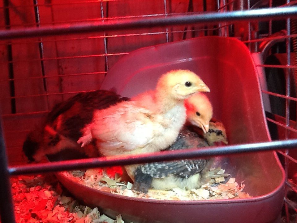 2015 chicks