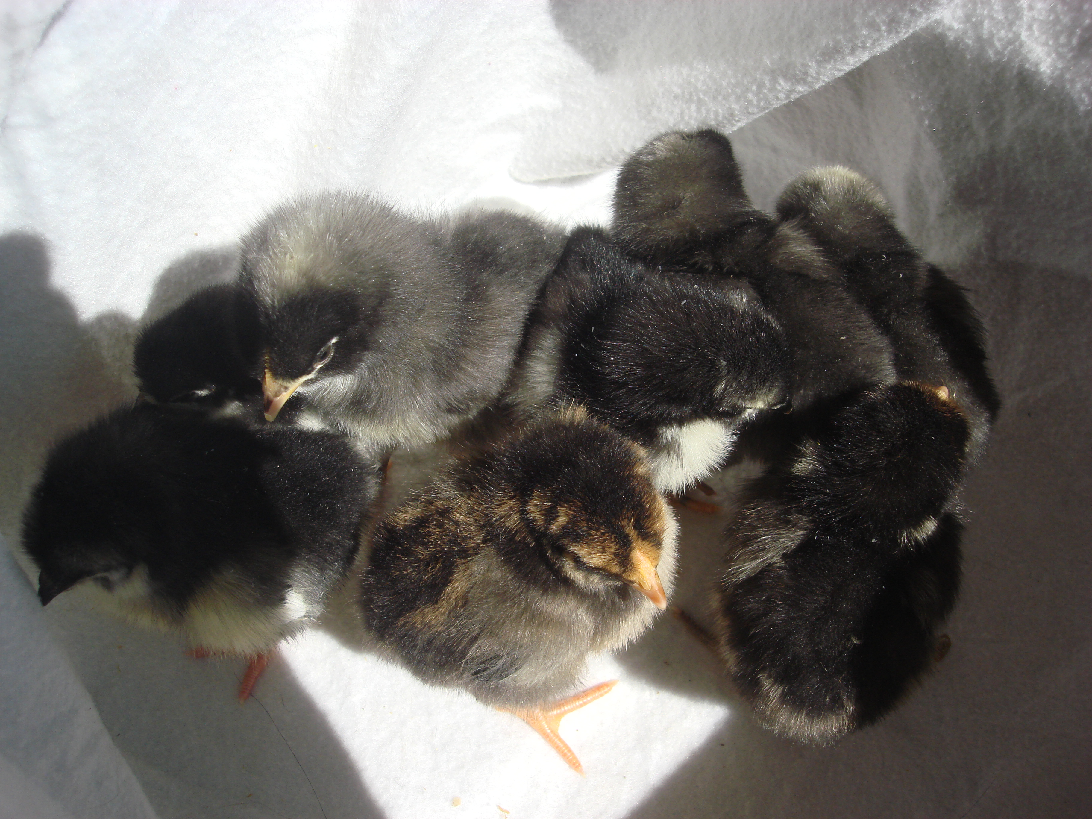 3 barred rocks
3 black austrolorps
1 gold laced wy
1 silver laced wy
5 days old