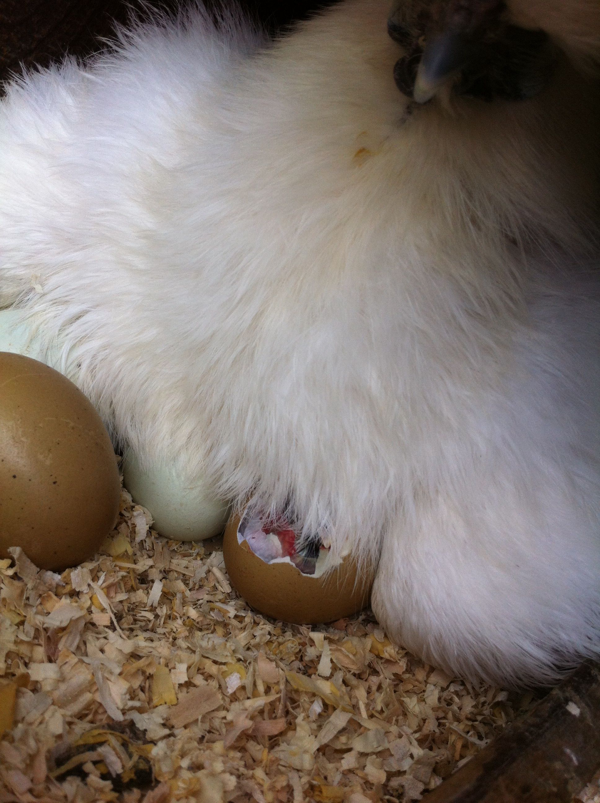 #3 chick is hatching