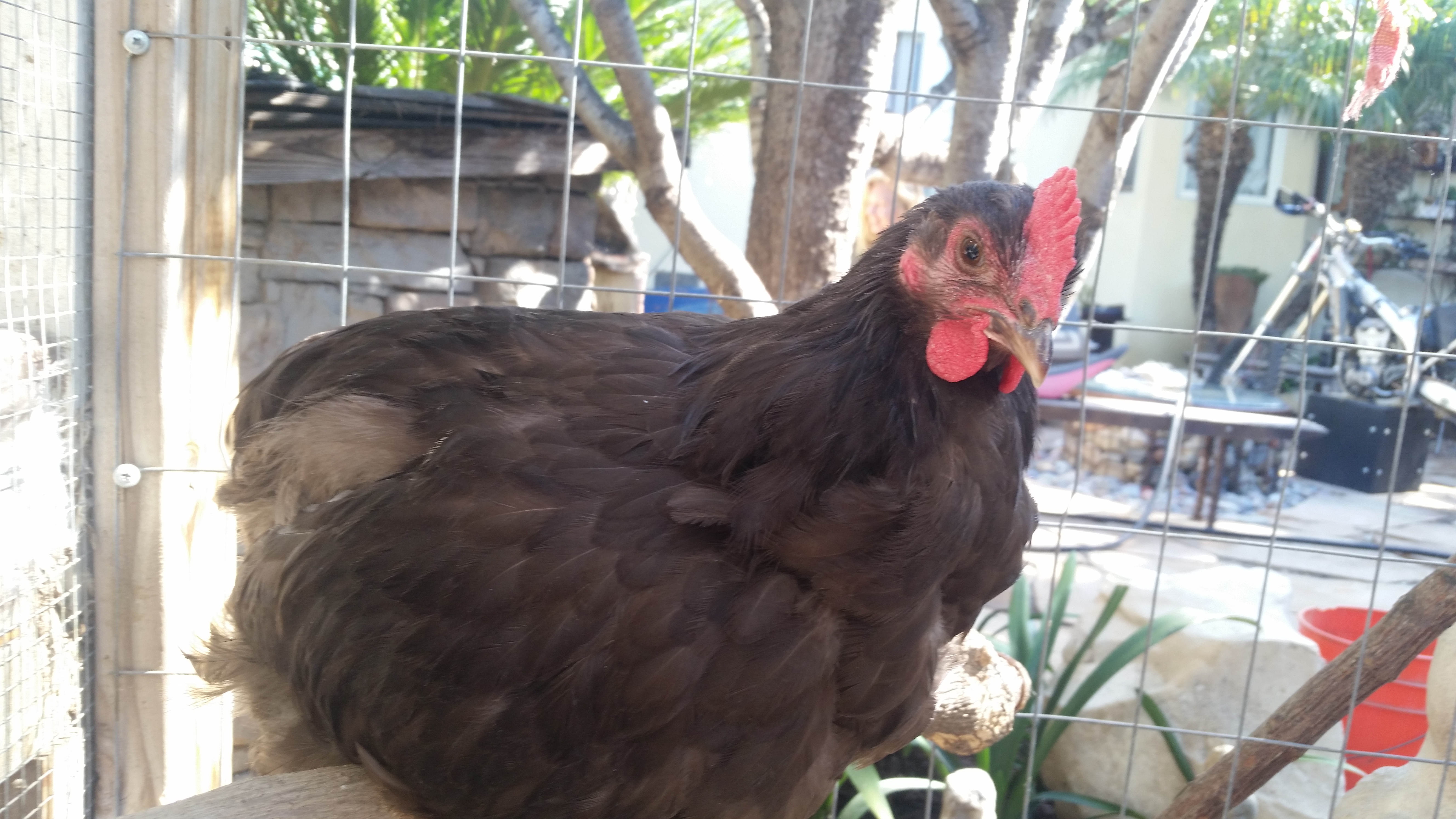 3 month old chocolate orphington rooster named Choco