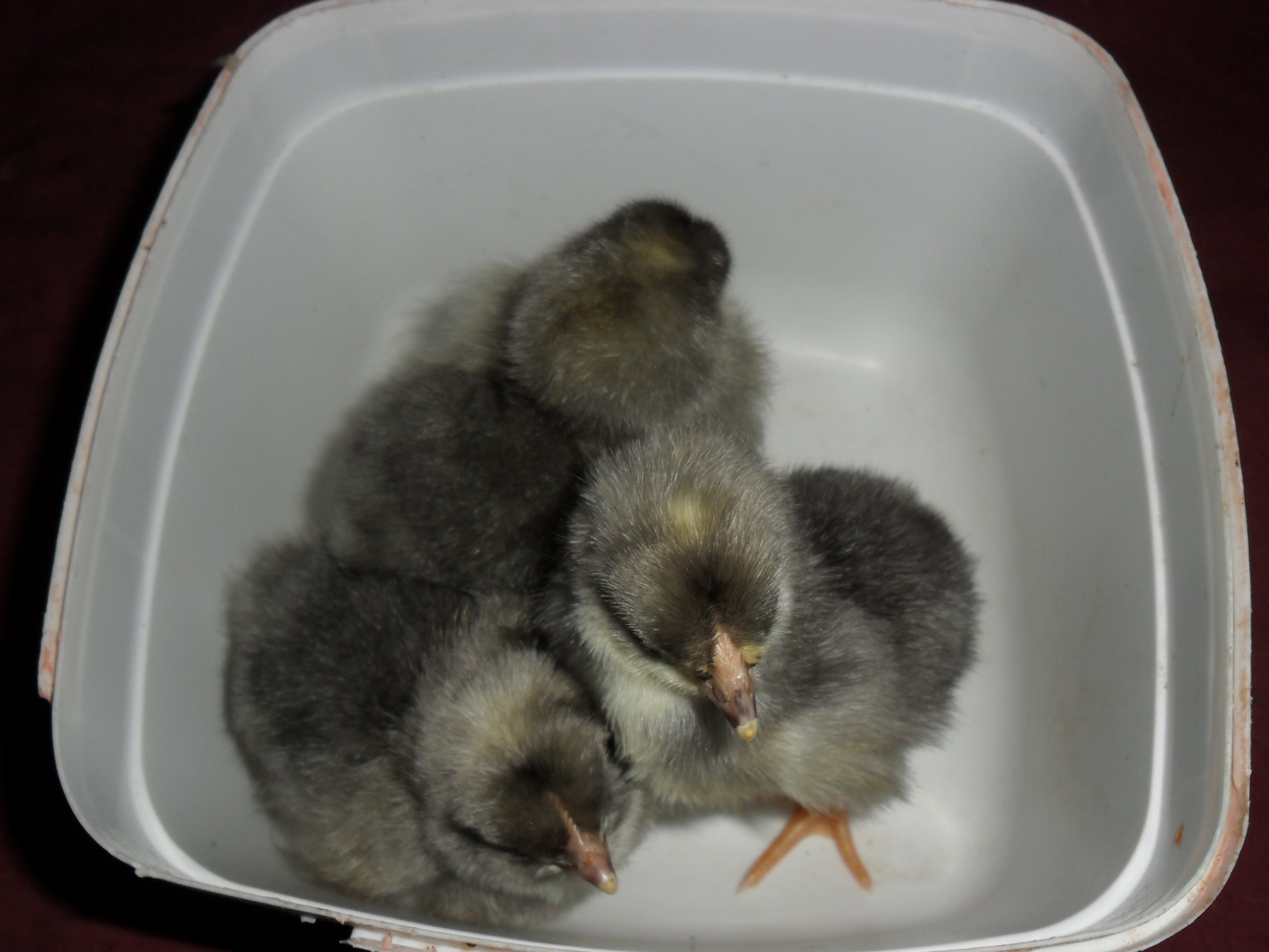 4 blue chicks hatched may 13