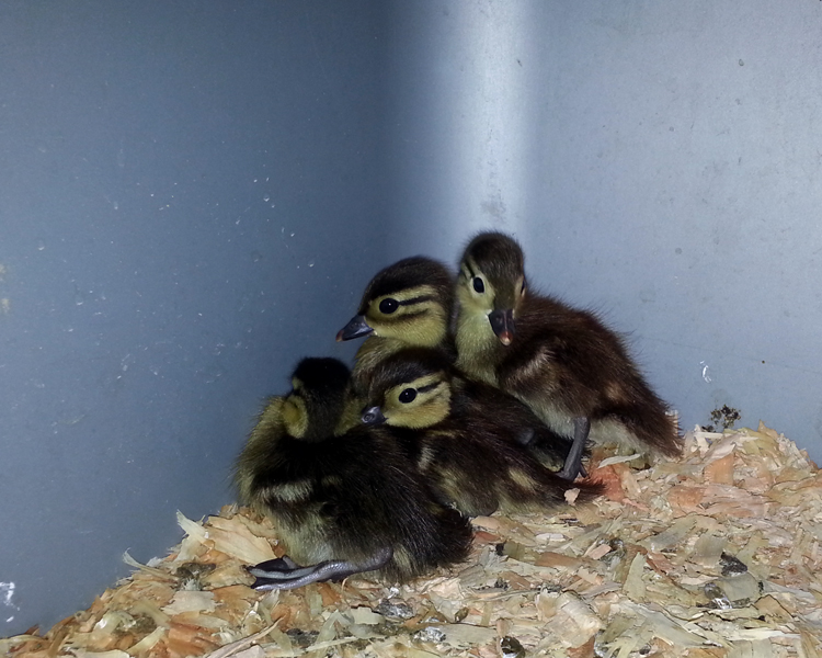 (4) Mandarin Ducklings hatched over June 21 & 22 (4-5 days old in photo)