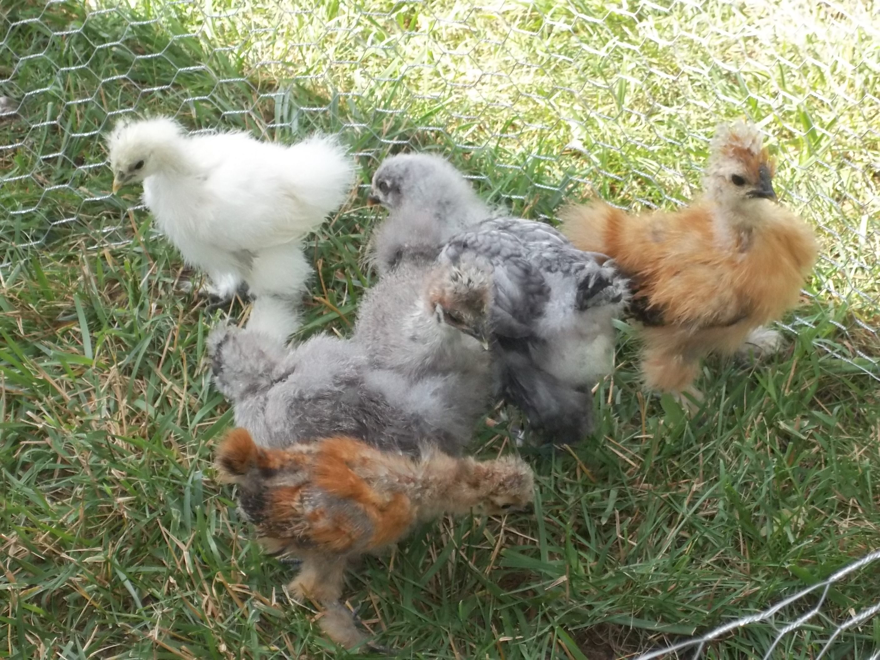 5 Silkies and 1 Cochin. Outside for first time.
Just some fresh air.