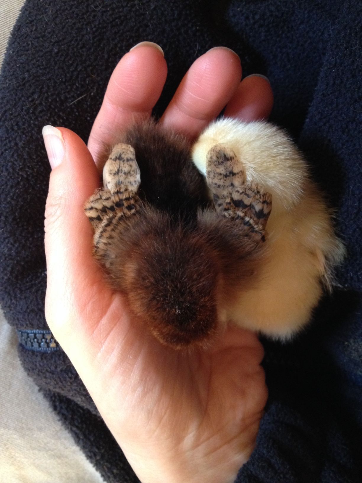 8 day old partridge cochin bantam (?) and a 3 day old buff orpington
