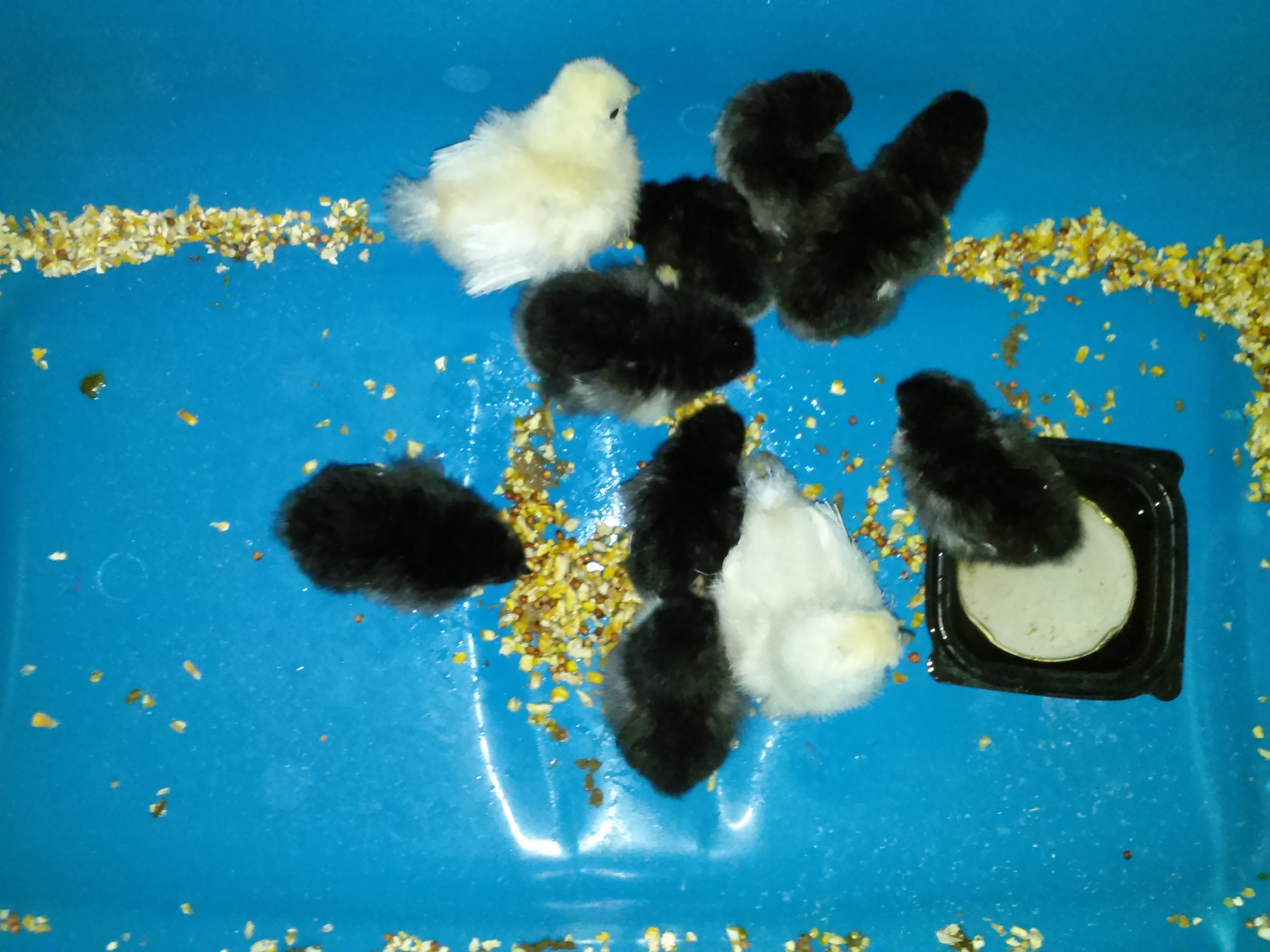 8 Jersey Giants @ 4days old and 2 Silkie Bantams(age unknown).