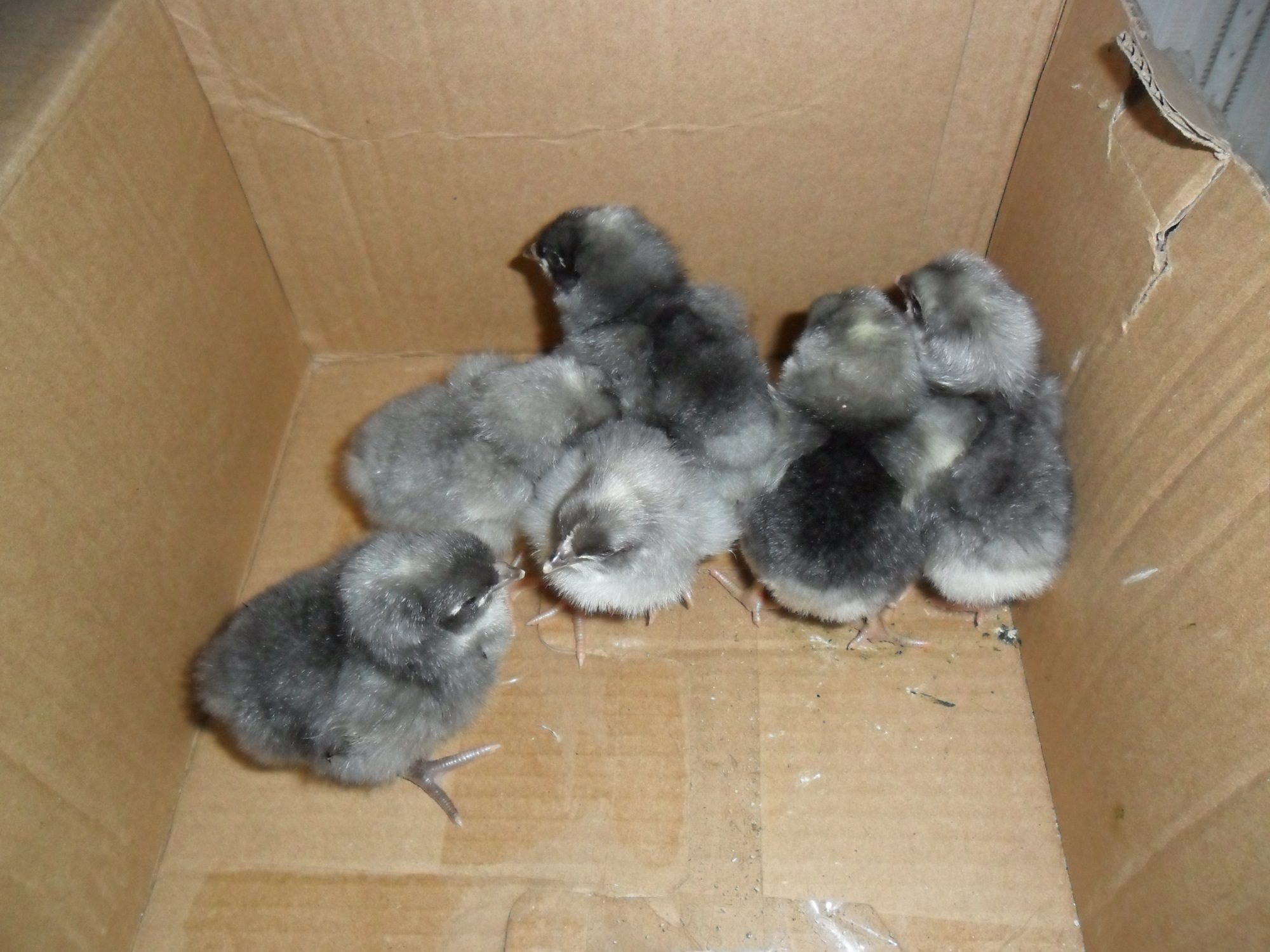 8 Large Blue Plymouth Rock Chicks