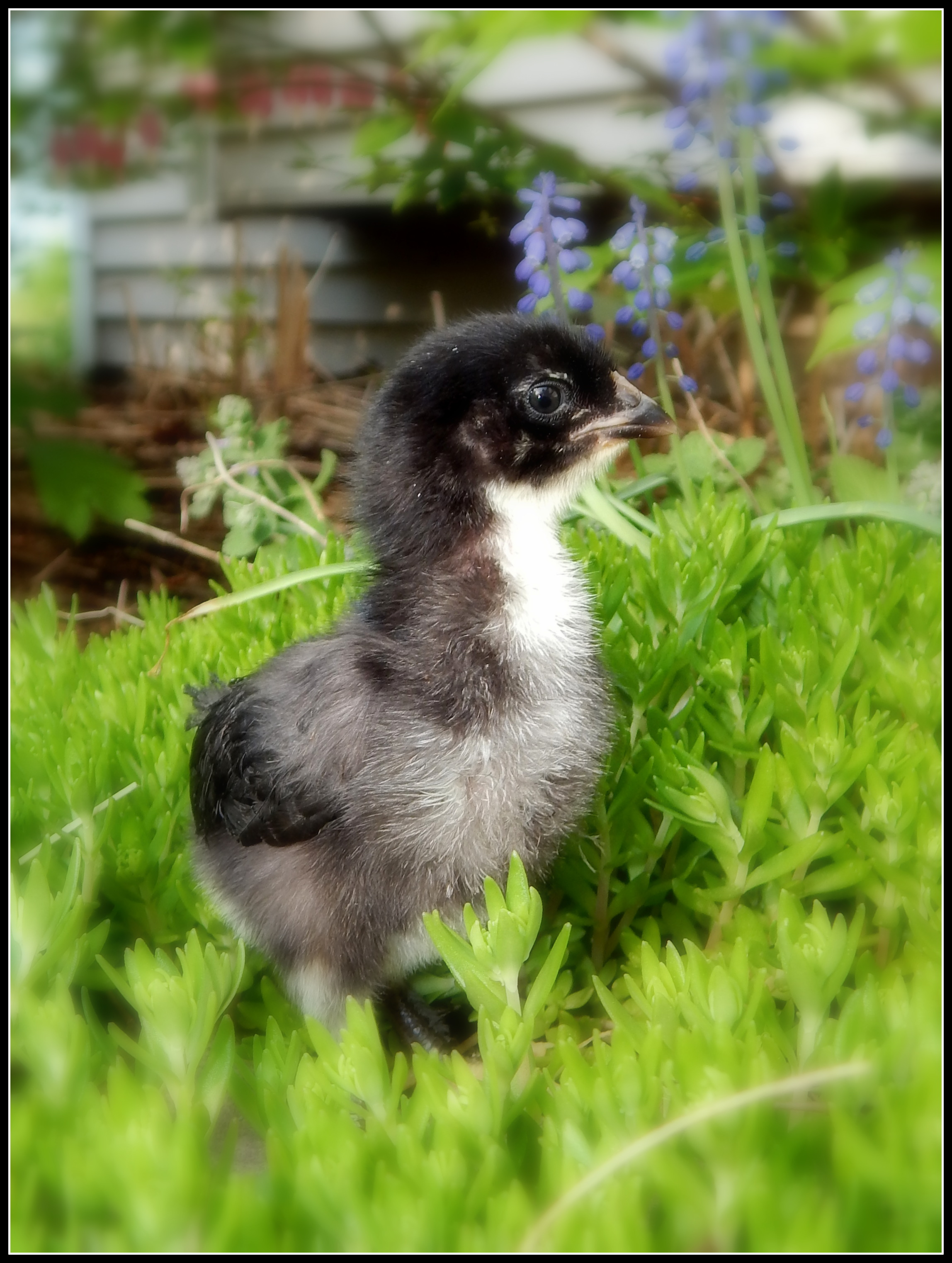 9 day old Black Copper Marans... (the only one to make a run for it)
