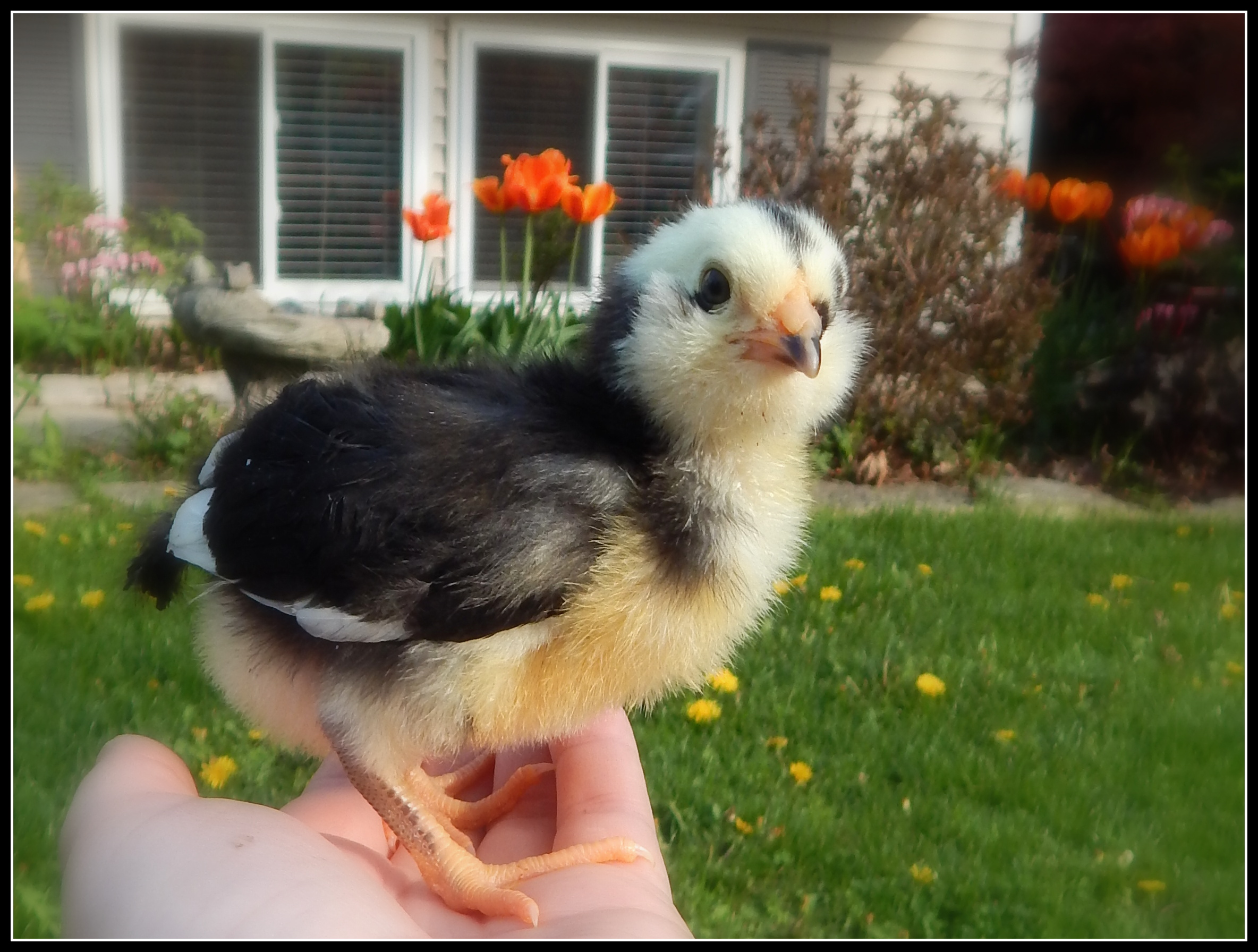 9 day old Blue Ameraucana......she kept coming over to me for snuggles instead of photos, so we compromised.