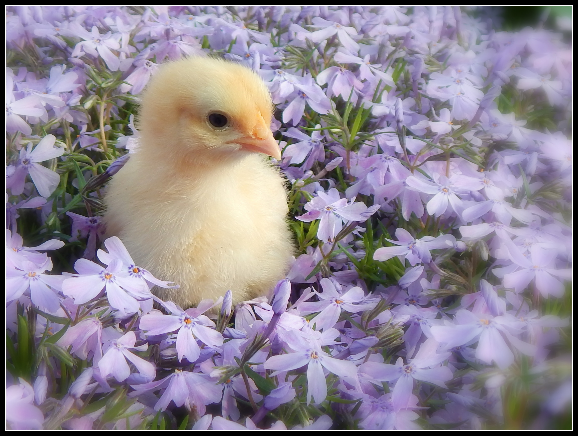 9 day old Buff Orpington, she is very photogenic