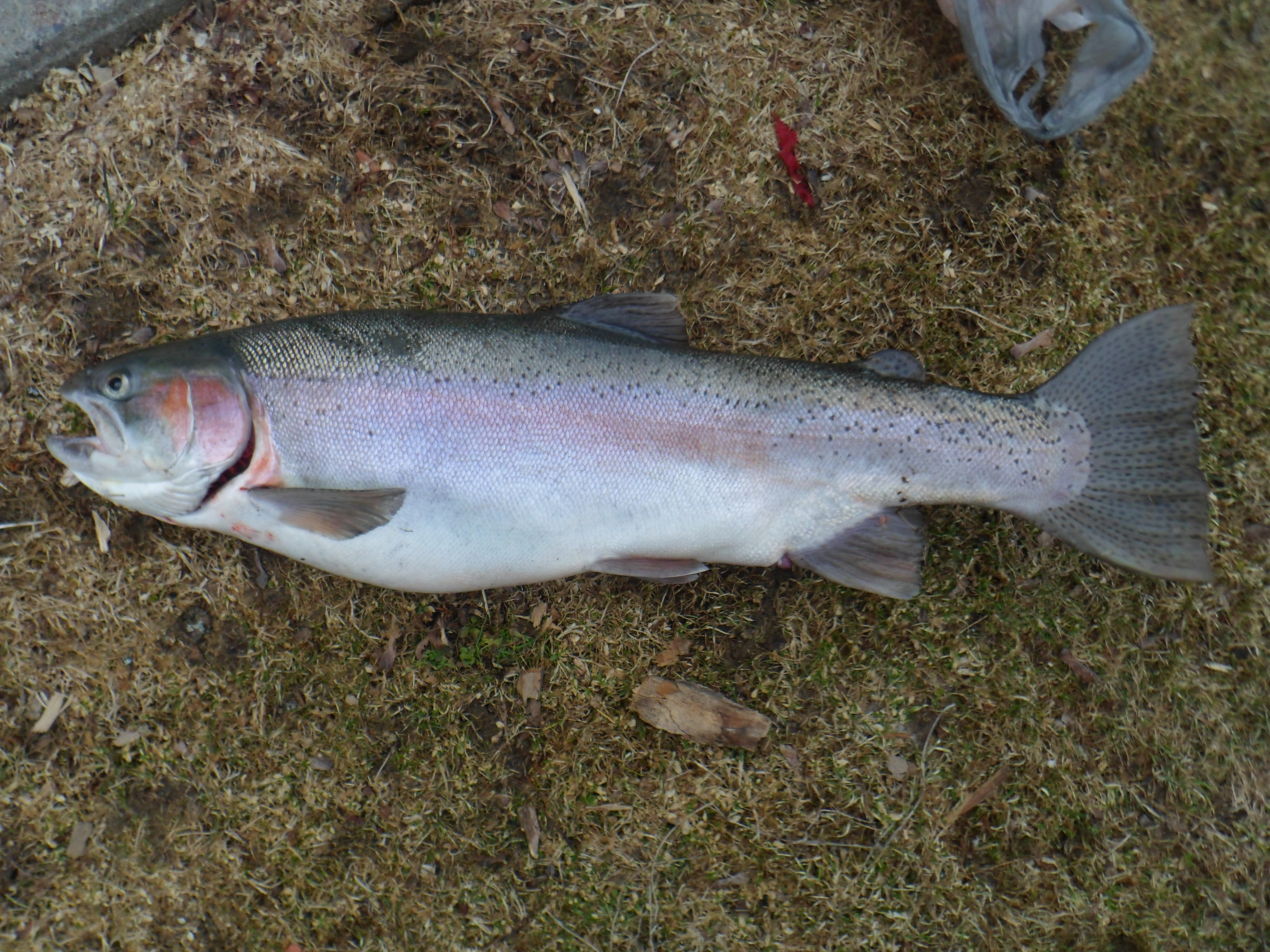9 lb. rainbow trout