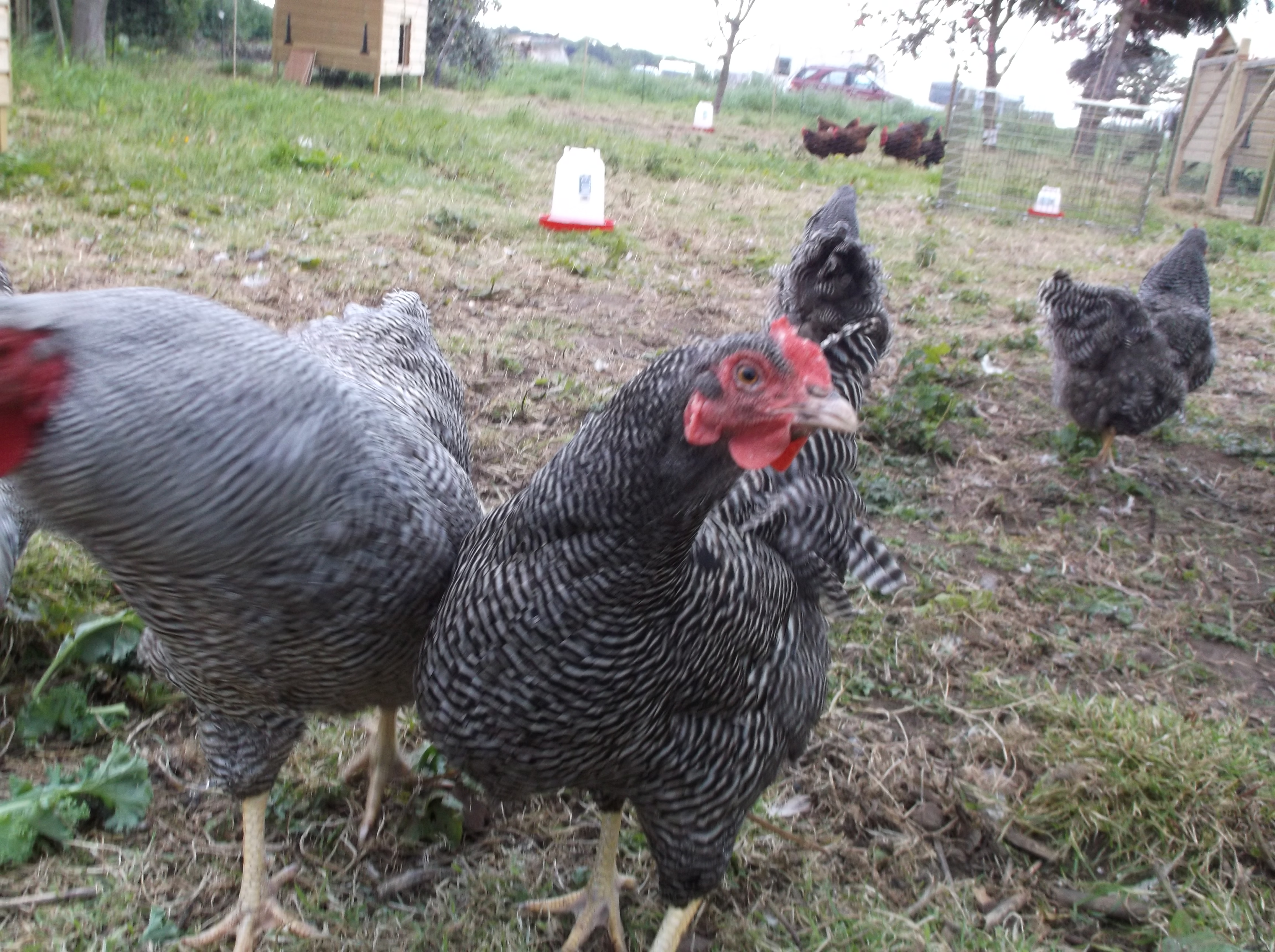 A Barred Rock pullet loving the camera lol.