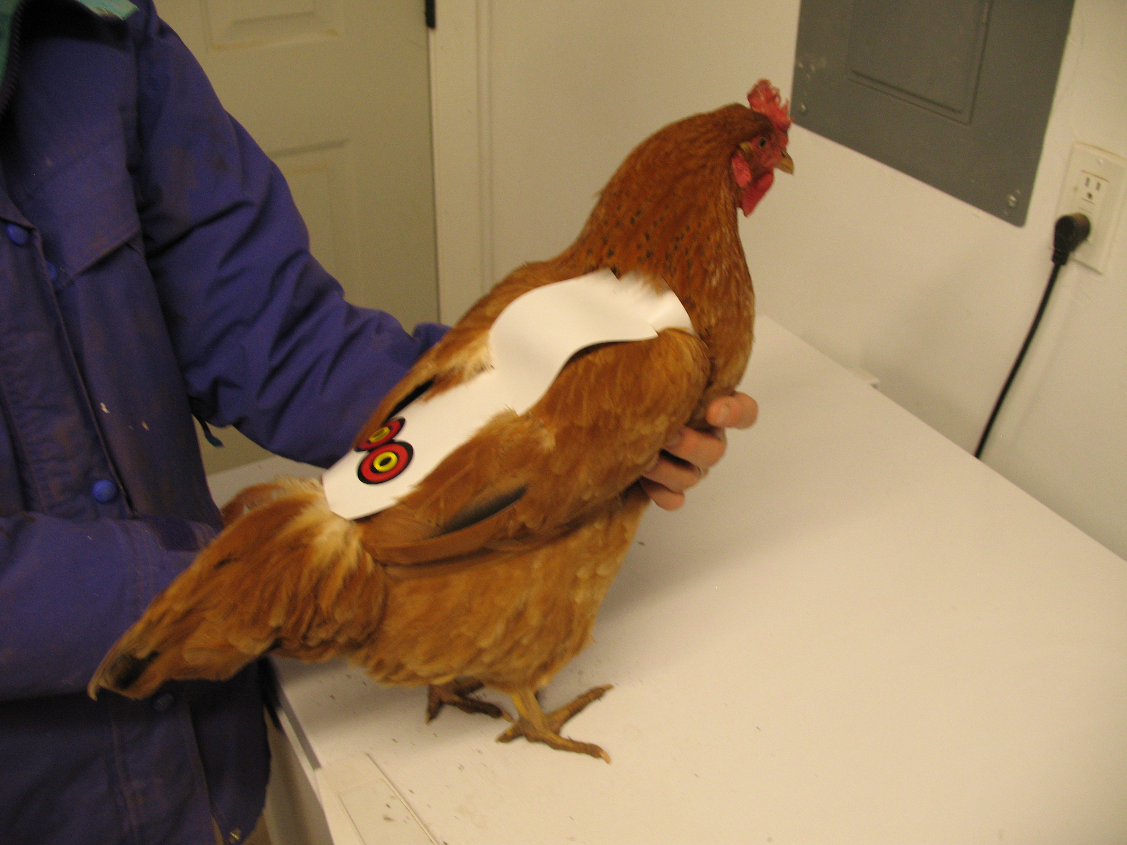 A chicken saddle from ChickenArmour on a New Hampshire hen with rooster wear.