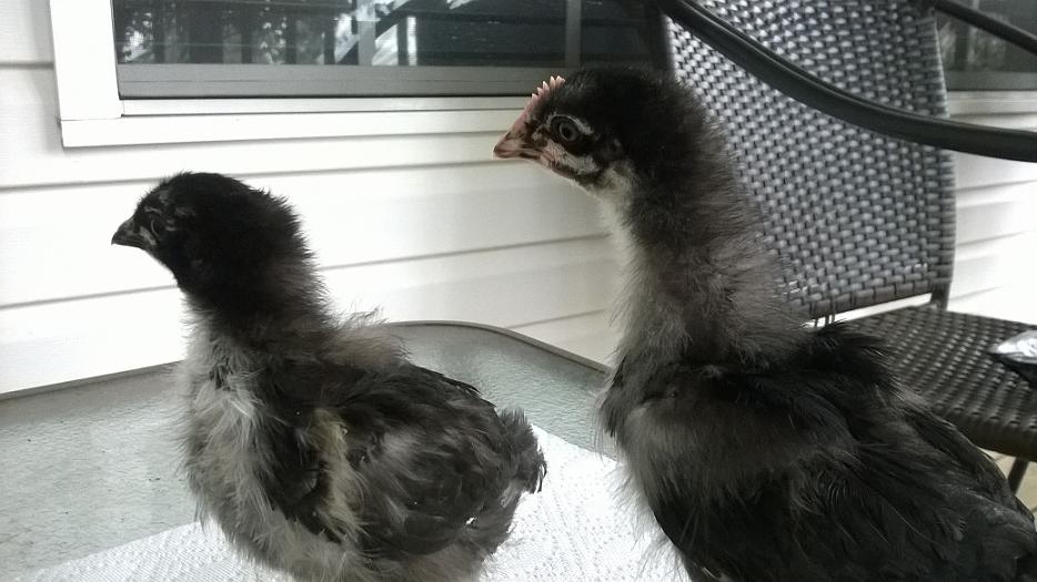 A cockerel and pullet at 3 weeks.