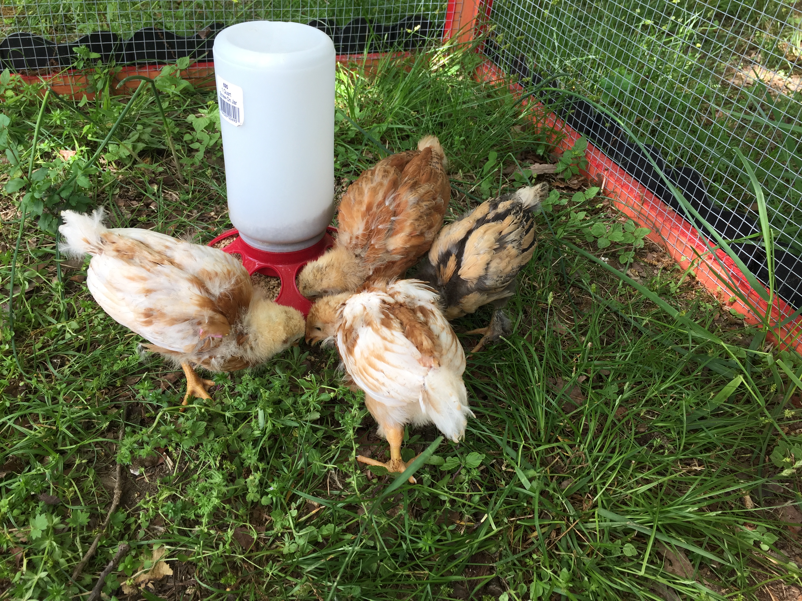 A few of my chickens at four weeks.
