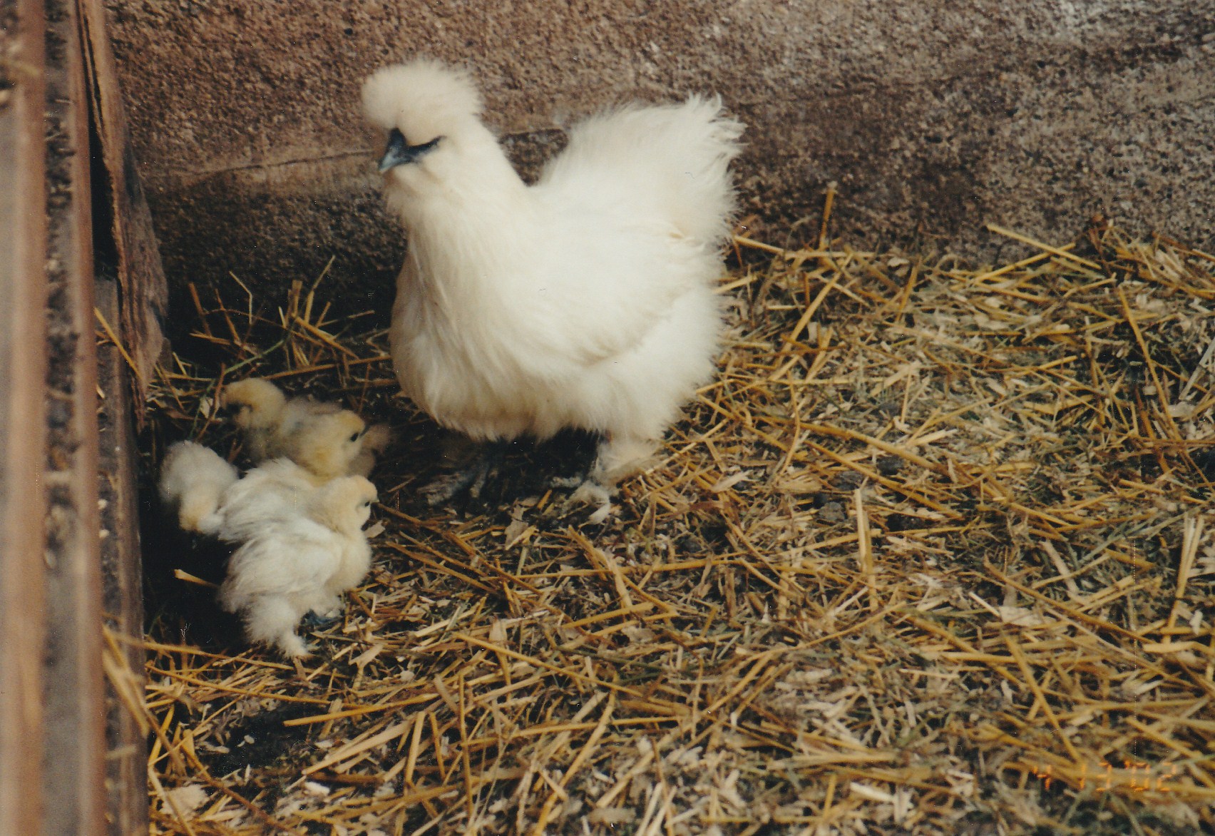 A mother silkie and her chicks.