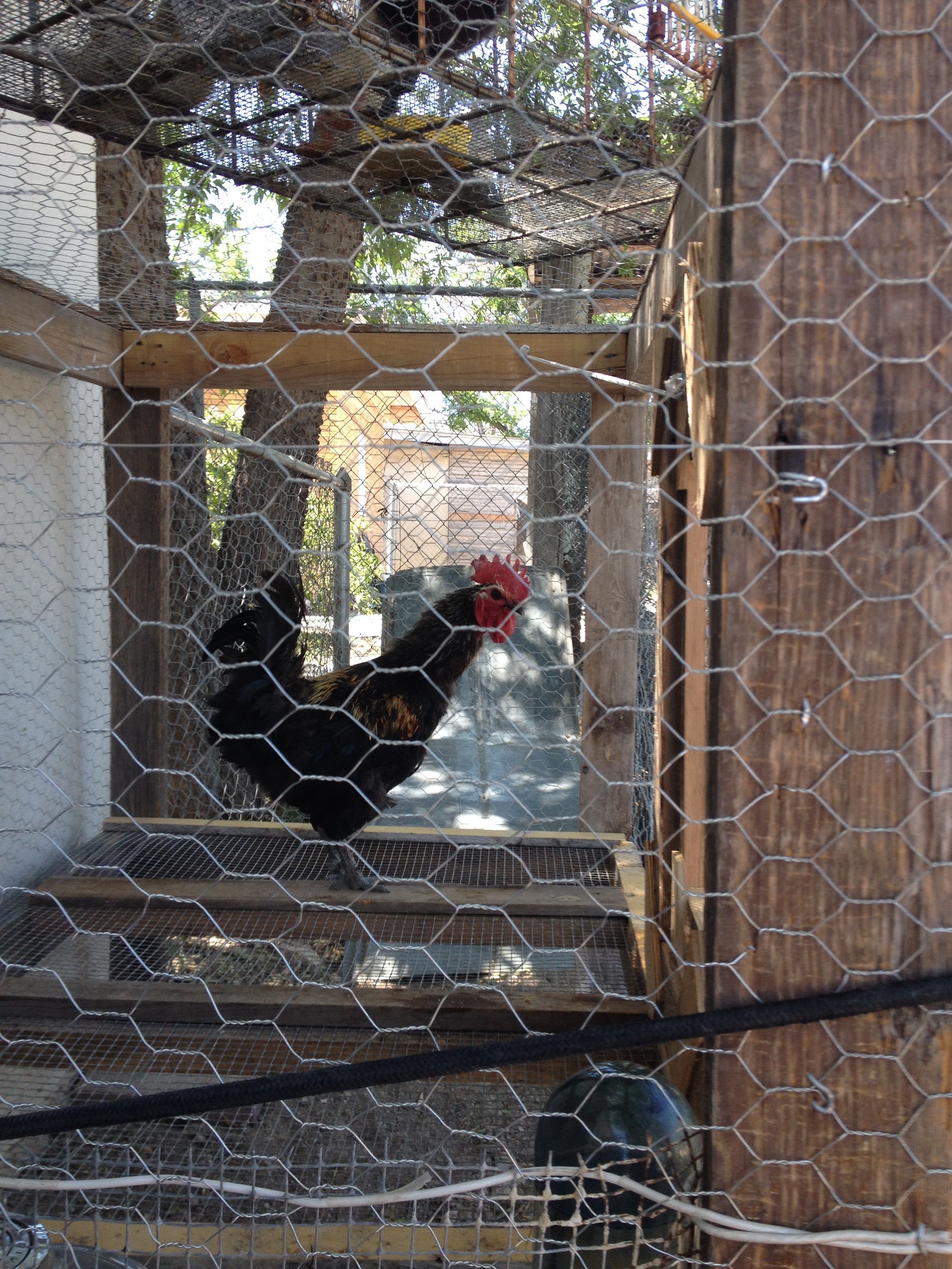 A new addition, Mr Rooster