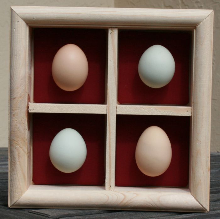 A shadowbox I made for my sister, with the eggs laid on her birthday!