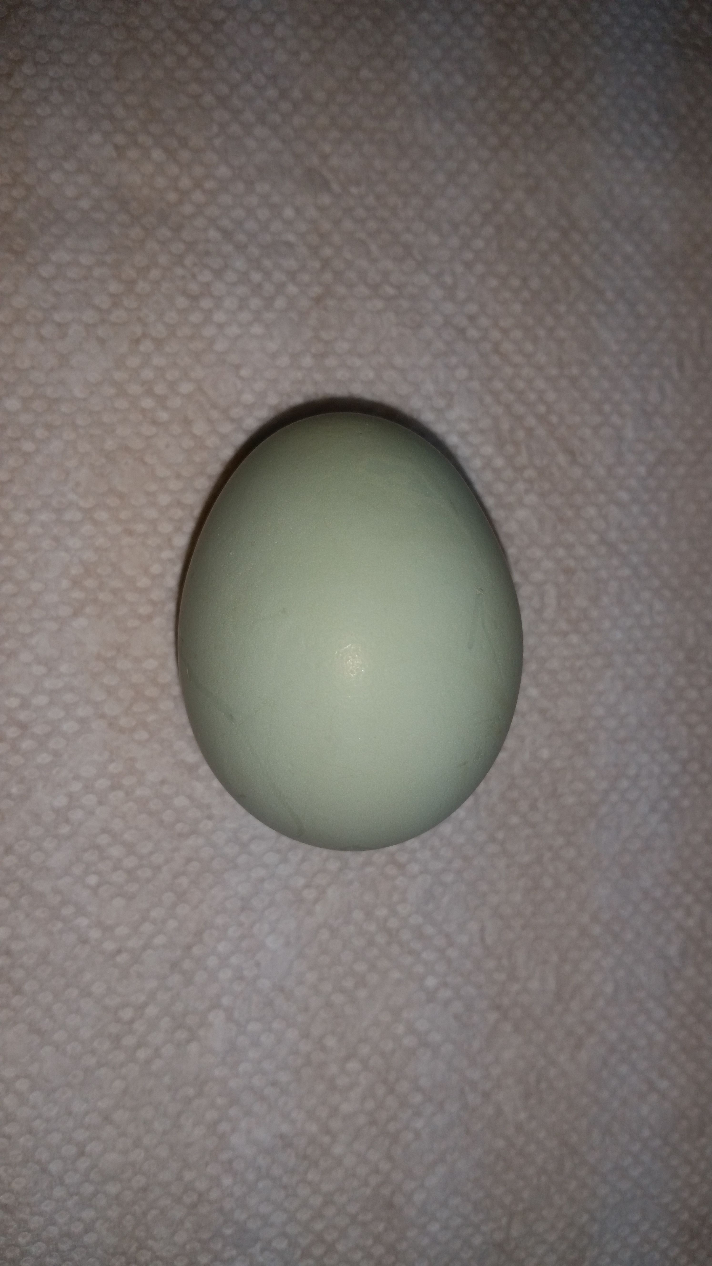 Aesha's first egg 1