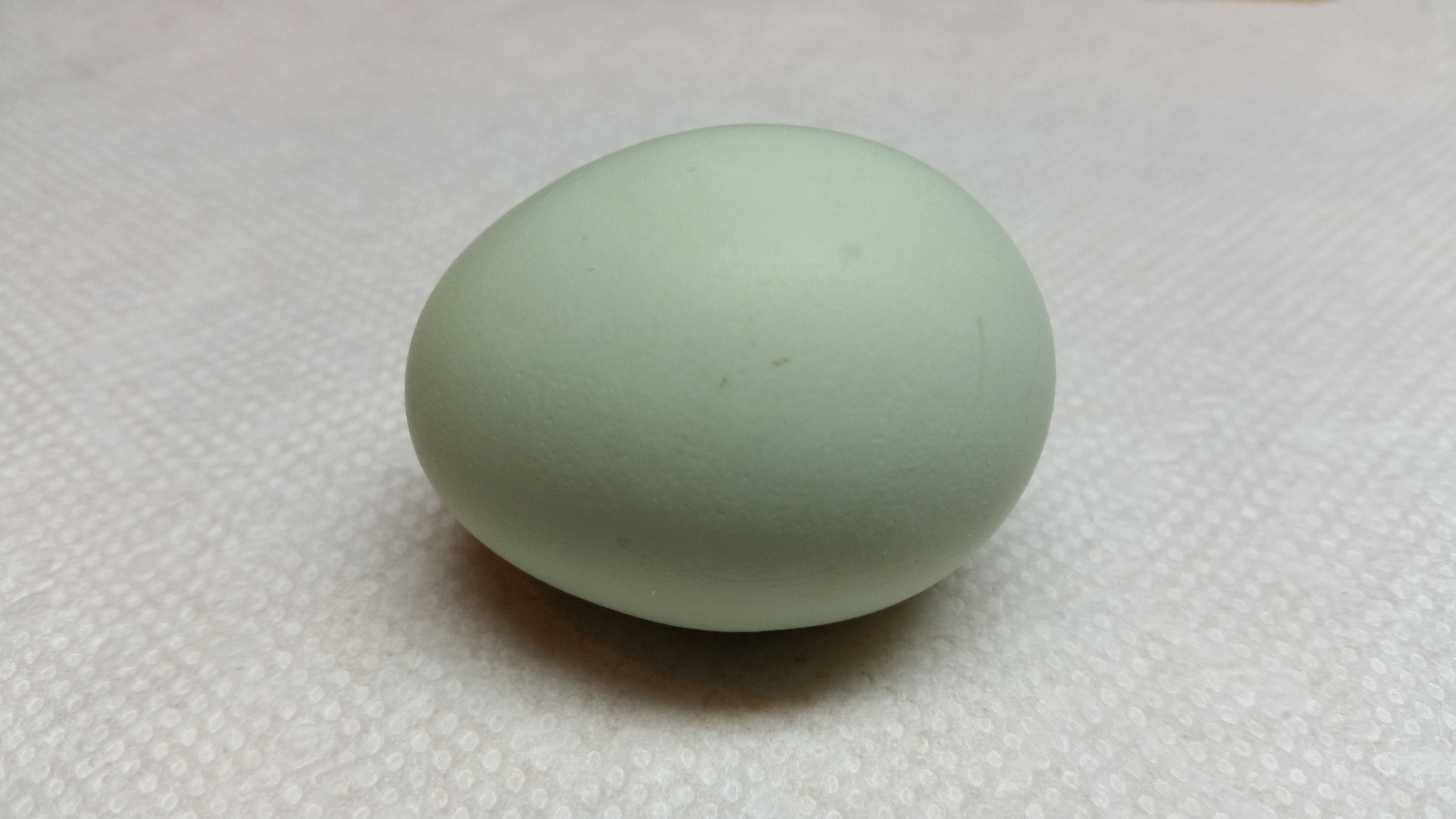 Aesha's first egg 2