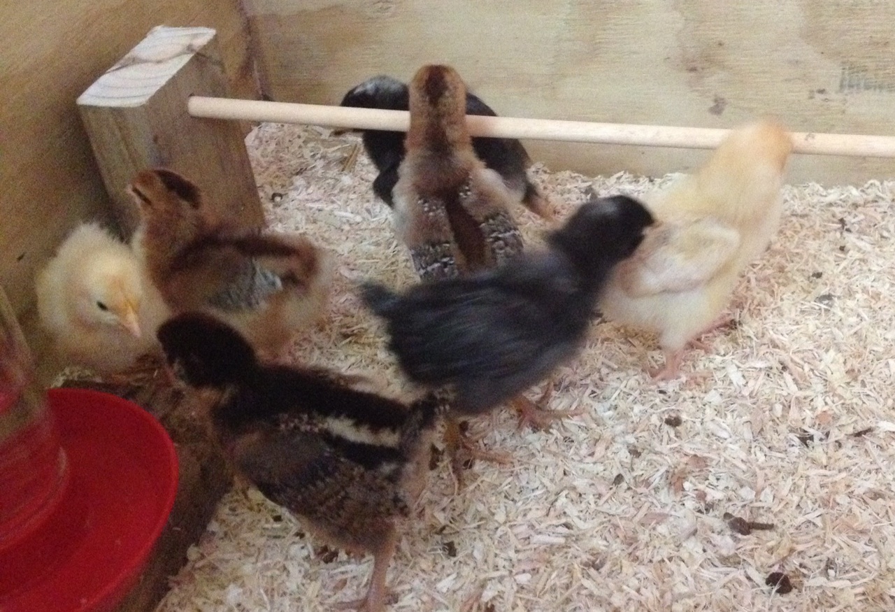 All my chicks in the breeder box. They have gotten as tall as the perch