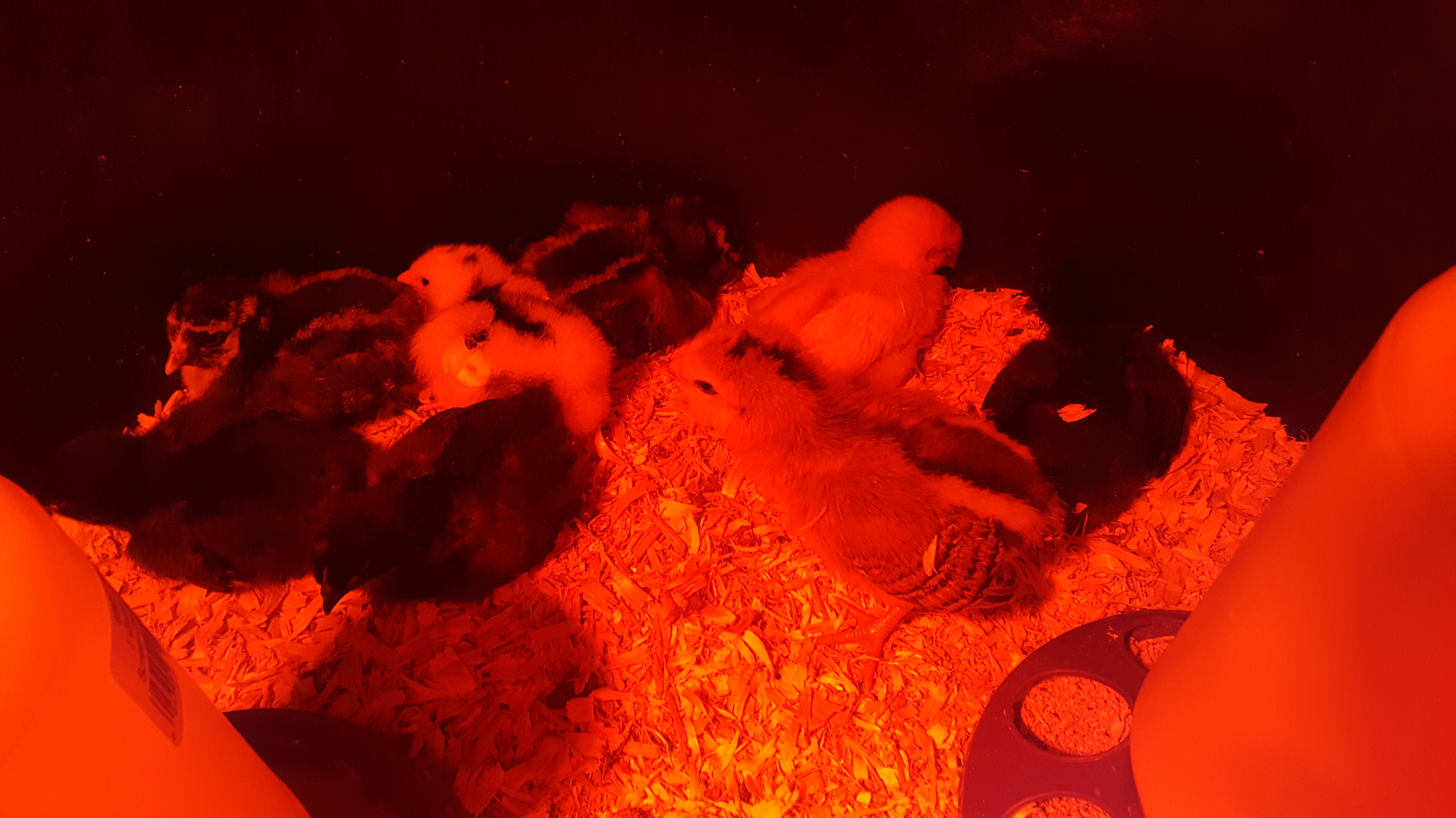 All of my chicks, they are about 3 weeks old.
