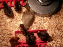 All the babies , just wait till  u see , the crasy they have in them. we ask for a flock and we worked at it and this was the start of them all,