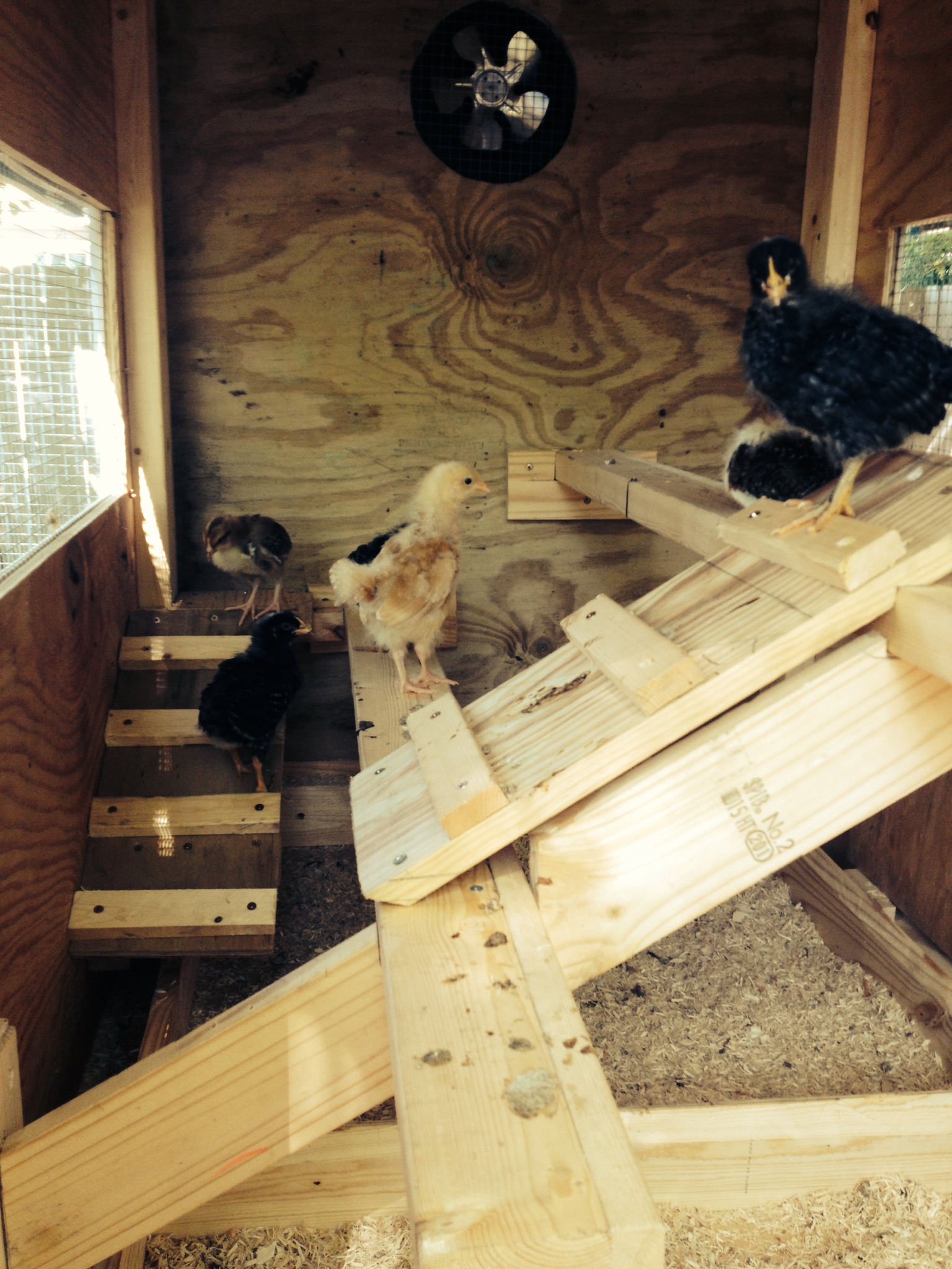 All the girls in the coop