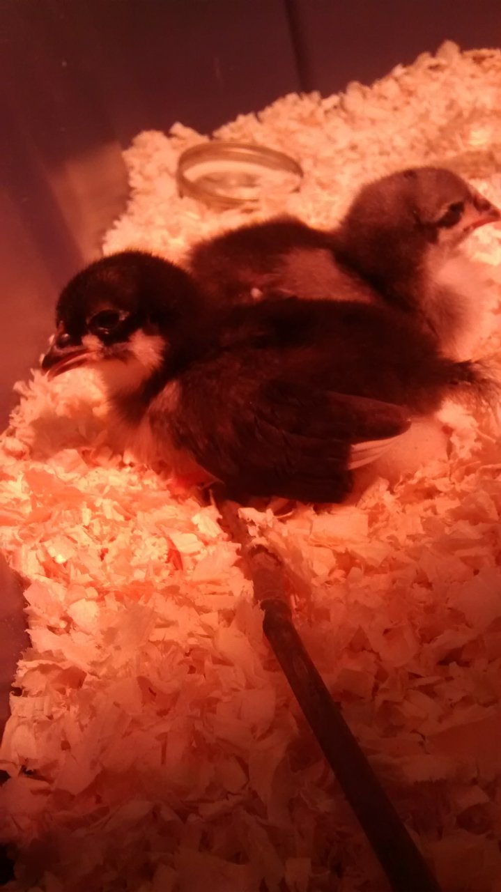 Almost 2wk old Orpington chicks
10/2/15