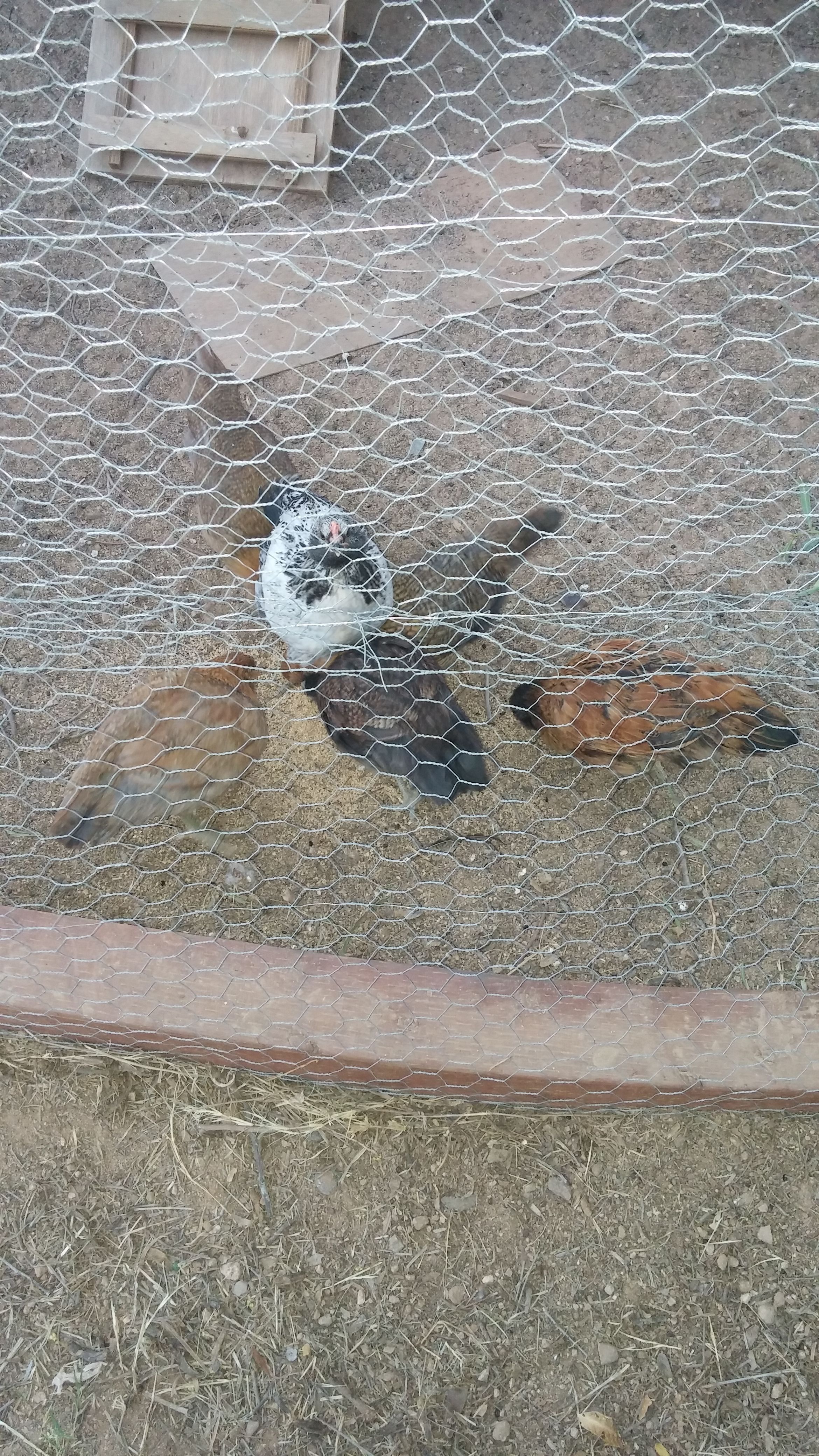 Almost 3 months old and still have all 6 white and black came out as a rooster so we renamed him AA. They live their new home.