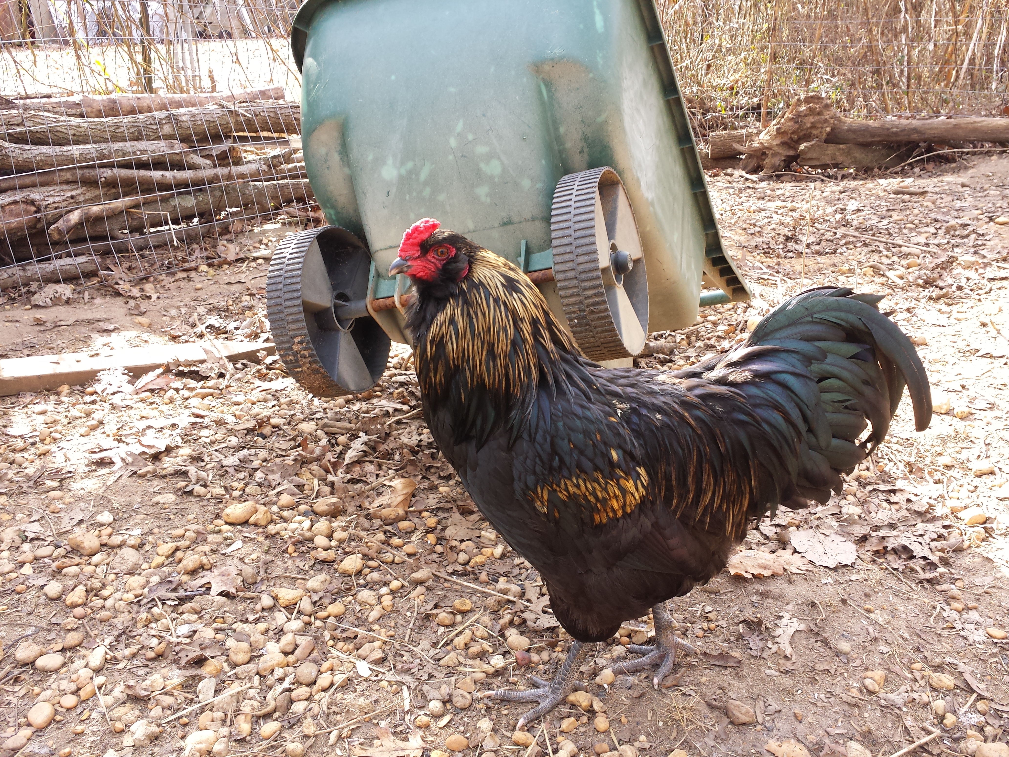 Amer rooster