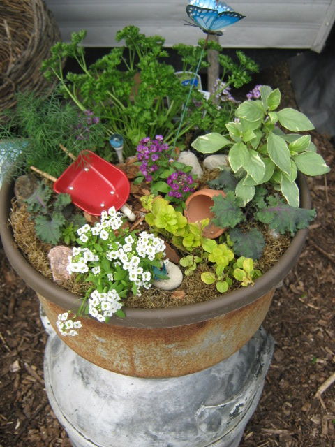 And a garden themed mini-garden with dill, parsley, basil, ornamental cabbage, alyssum, and creeping Jenny.