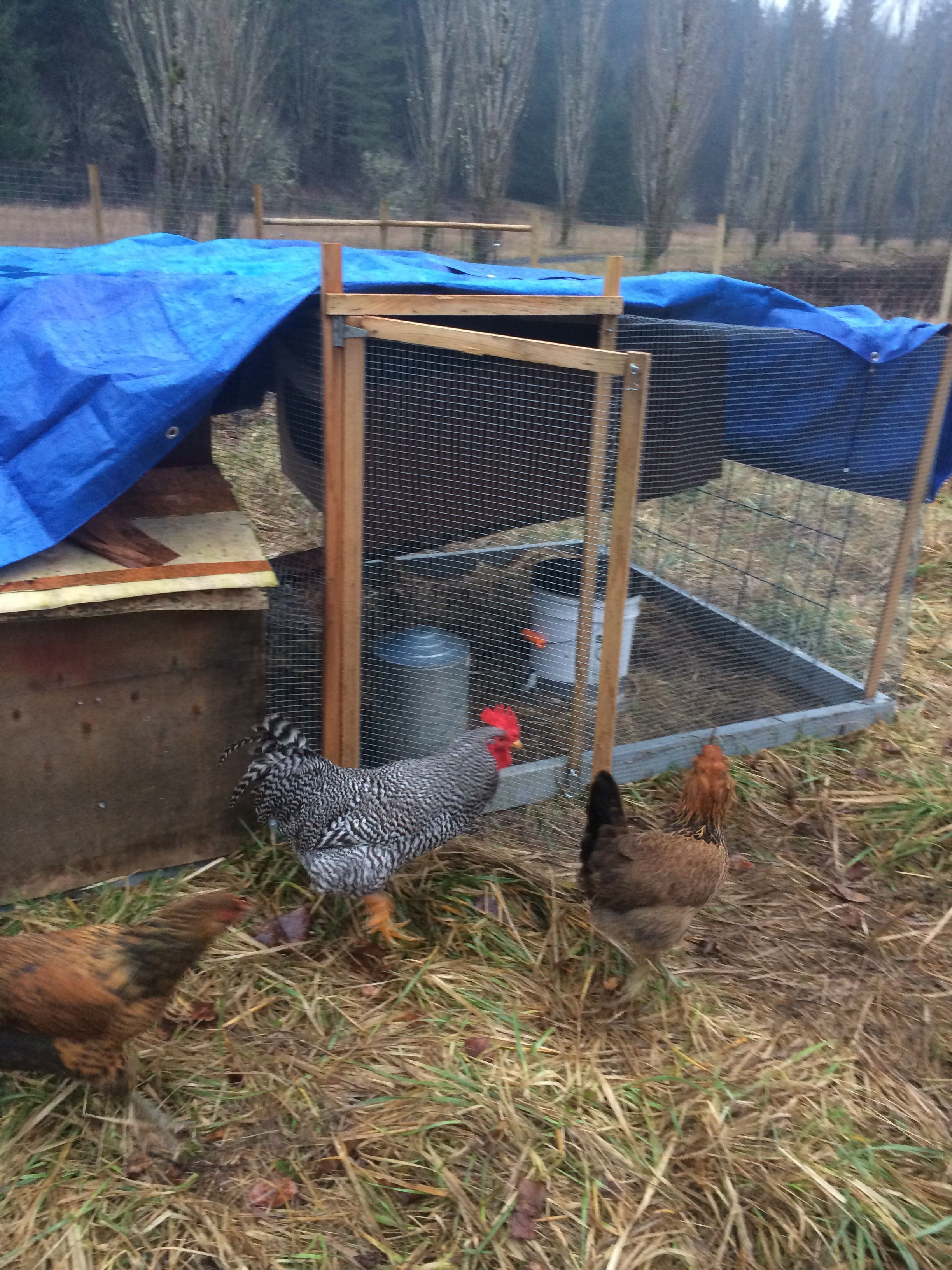And looking fine as a roo! Also, there's the newest chicken coop.. Very light, especially with the tarp for a roof, but there's issues with water draining off it and we're not sure about light under it. Currently, the young 5 live in the other coop after we let them change to it. Marilyn is on the right, Lessa on the left(Ameraucaunas).