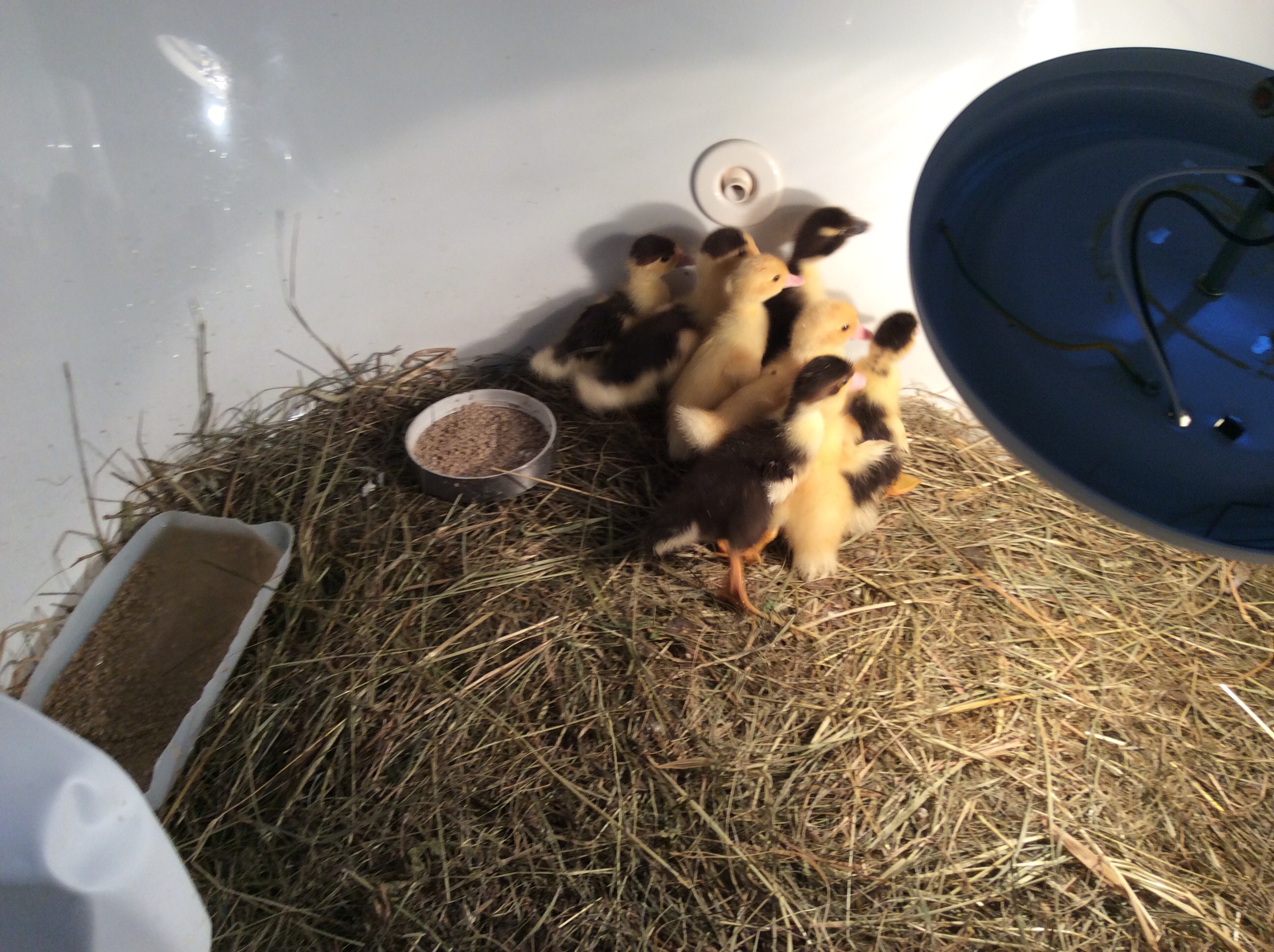And then there were eight little ducklings