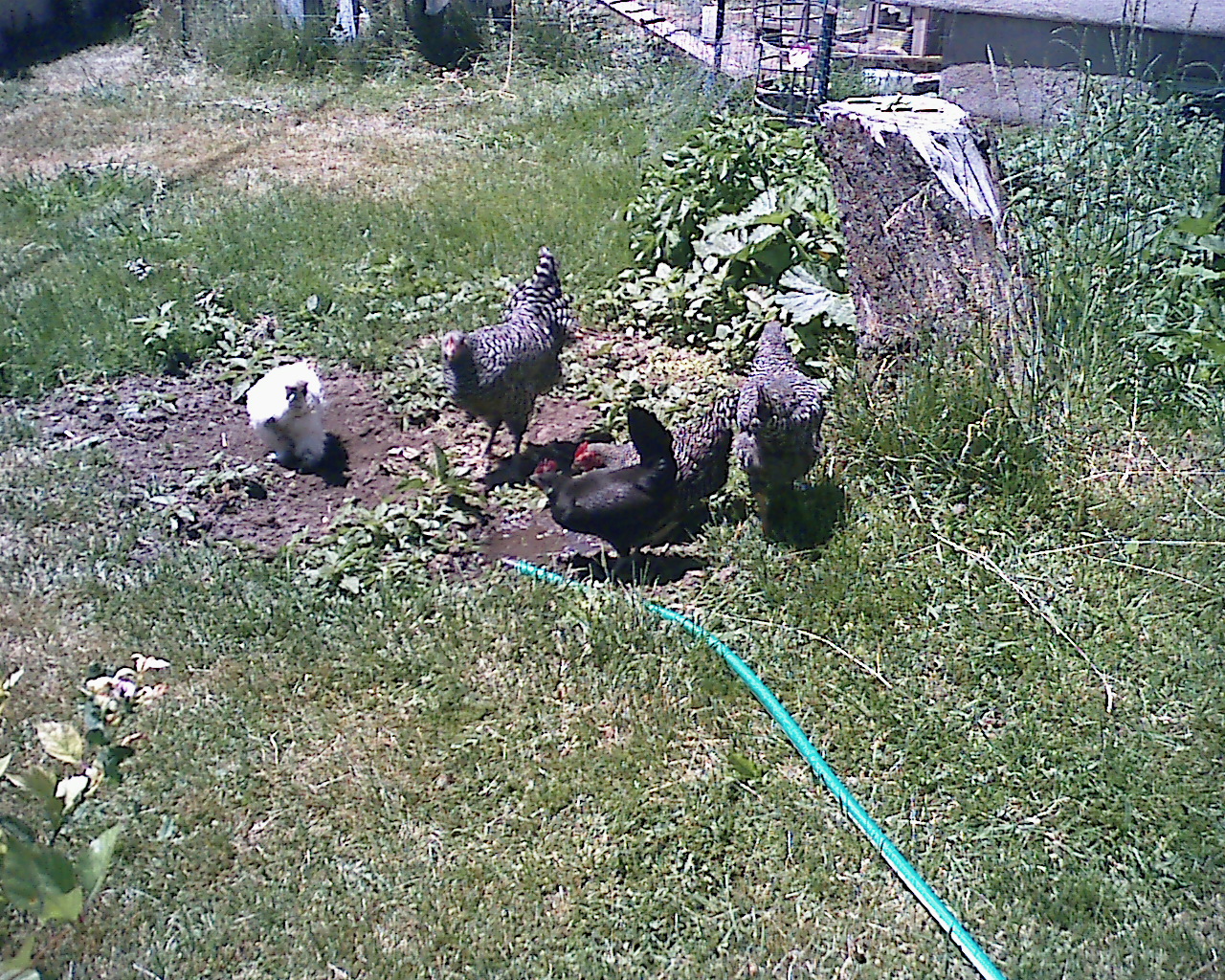 Angel is the white Silkie bantam.  My Barred Rock bantam is named Flora.  The black bantam is Elvira.  My other two Barred Rocks (the twins) are Zoey and Chloe.  The twins are about 3 months old and my bantams are almost 1 year old.