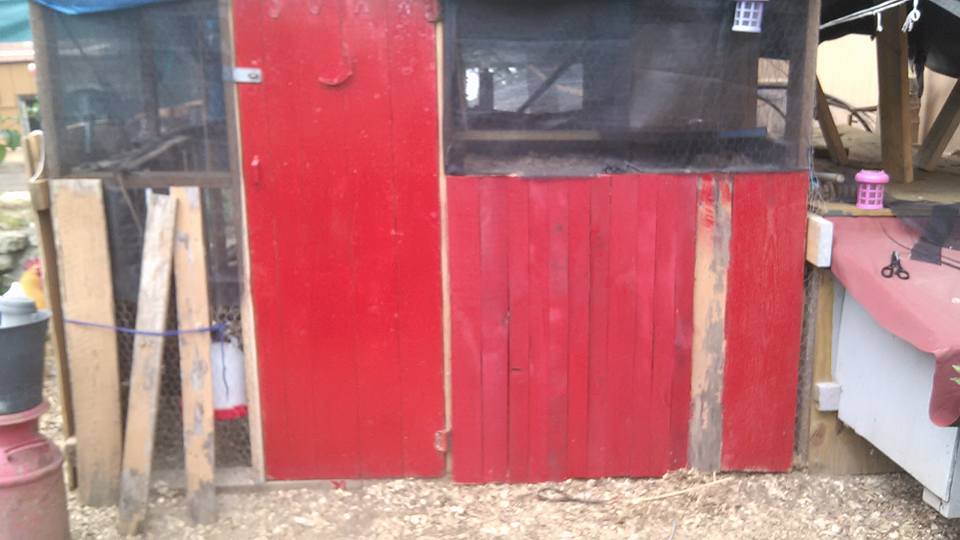 another photo of the coop being sided.   Im using  shipping crates and have to take apart and remove staples before I can cut them to add onto the coop.  Taking a long time.   will all be painted red when finished.   Gonna make shutters for top half.  So birds can look out from roosts.   Will add plexiglass for winter.