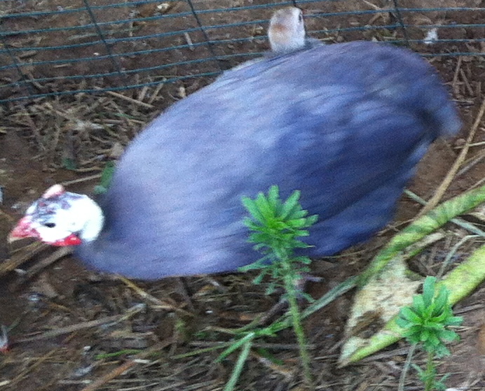 AppleMark

violet guinea