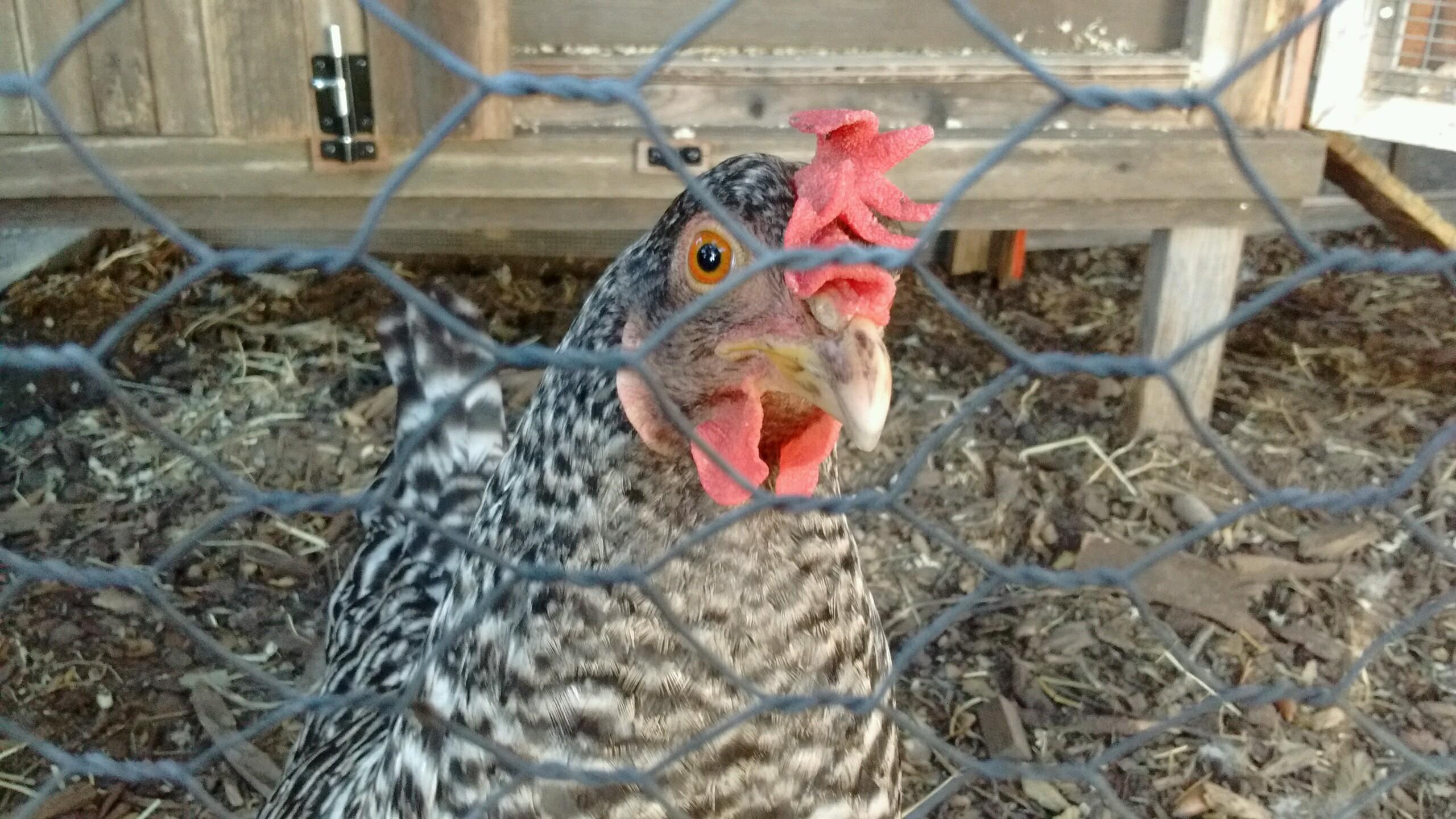 Audrey keeping a wary eye out for threats to her chicks