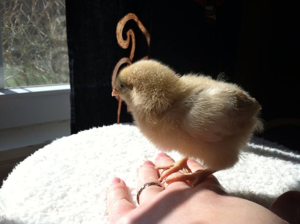 Baby Buff perched on my hand, enjoying the warmth of the sun