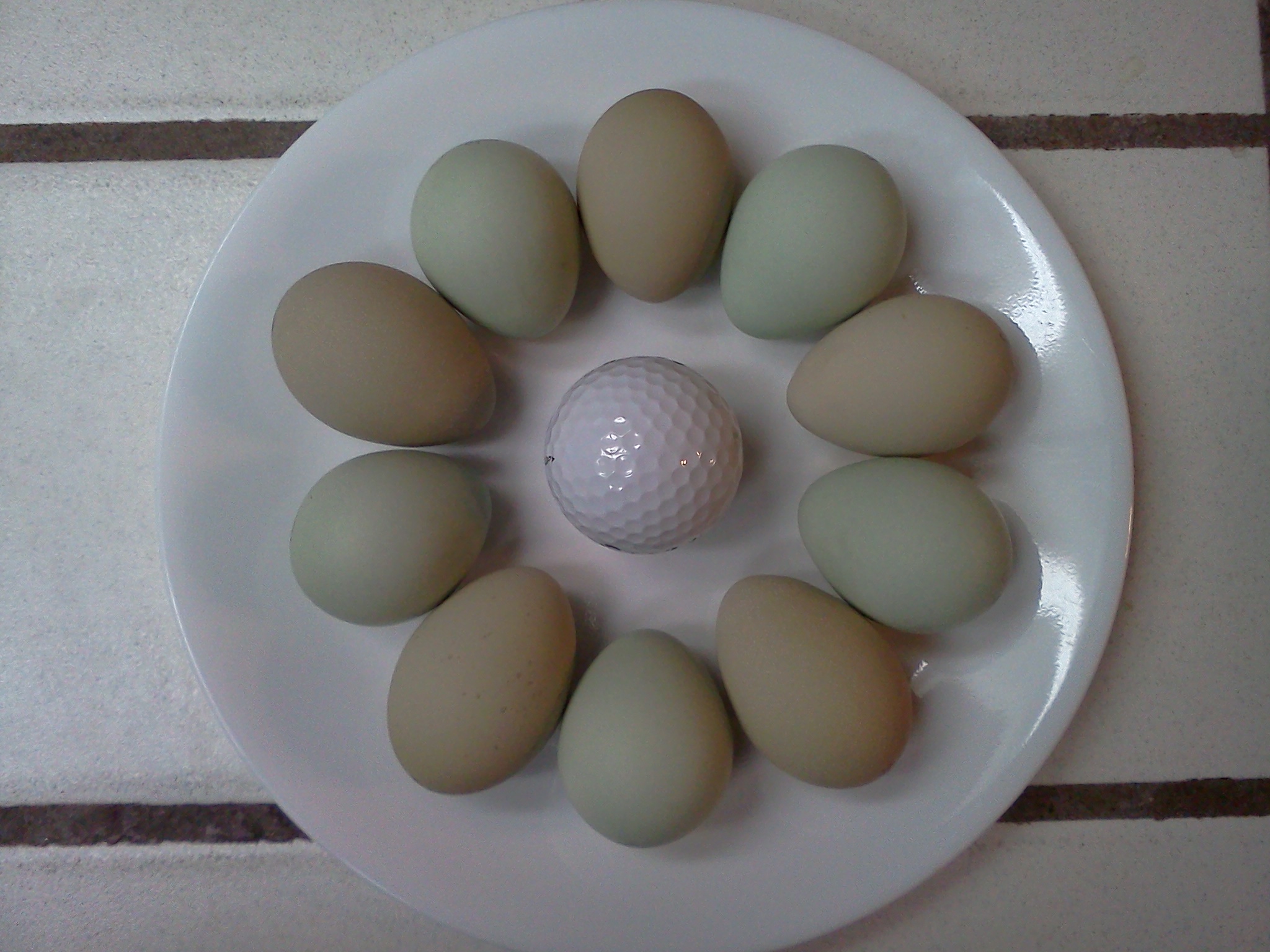 Bantam Easter Egger pullet eggs!  January 2014